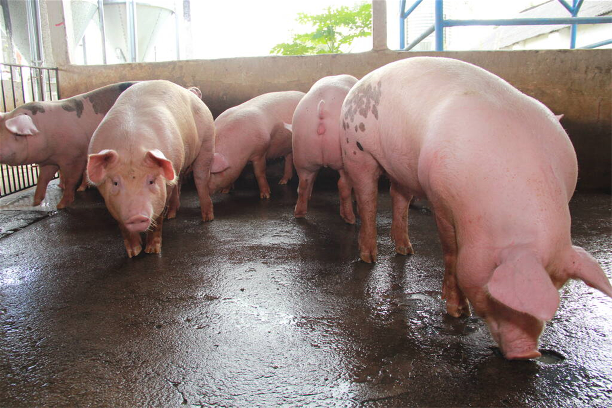 湖南双牌新建年出栏生猪2万头养殖场,项目资金为0.5亿