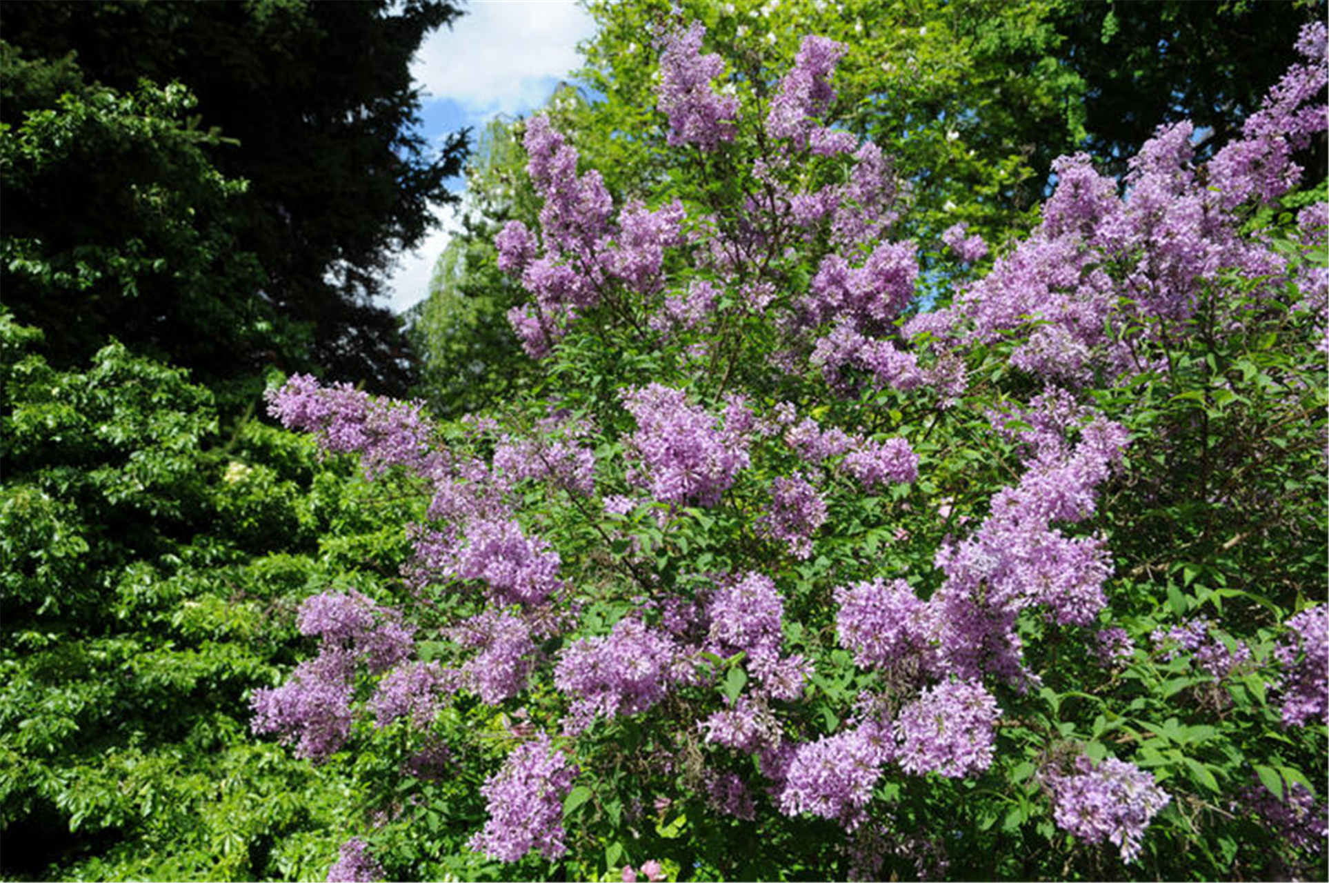 丁香花药用价值(丁香花药用价值与功效和介绍)