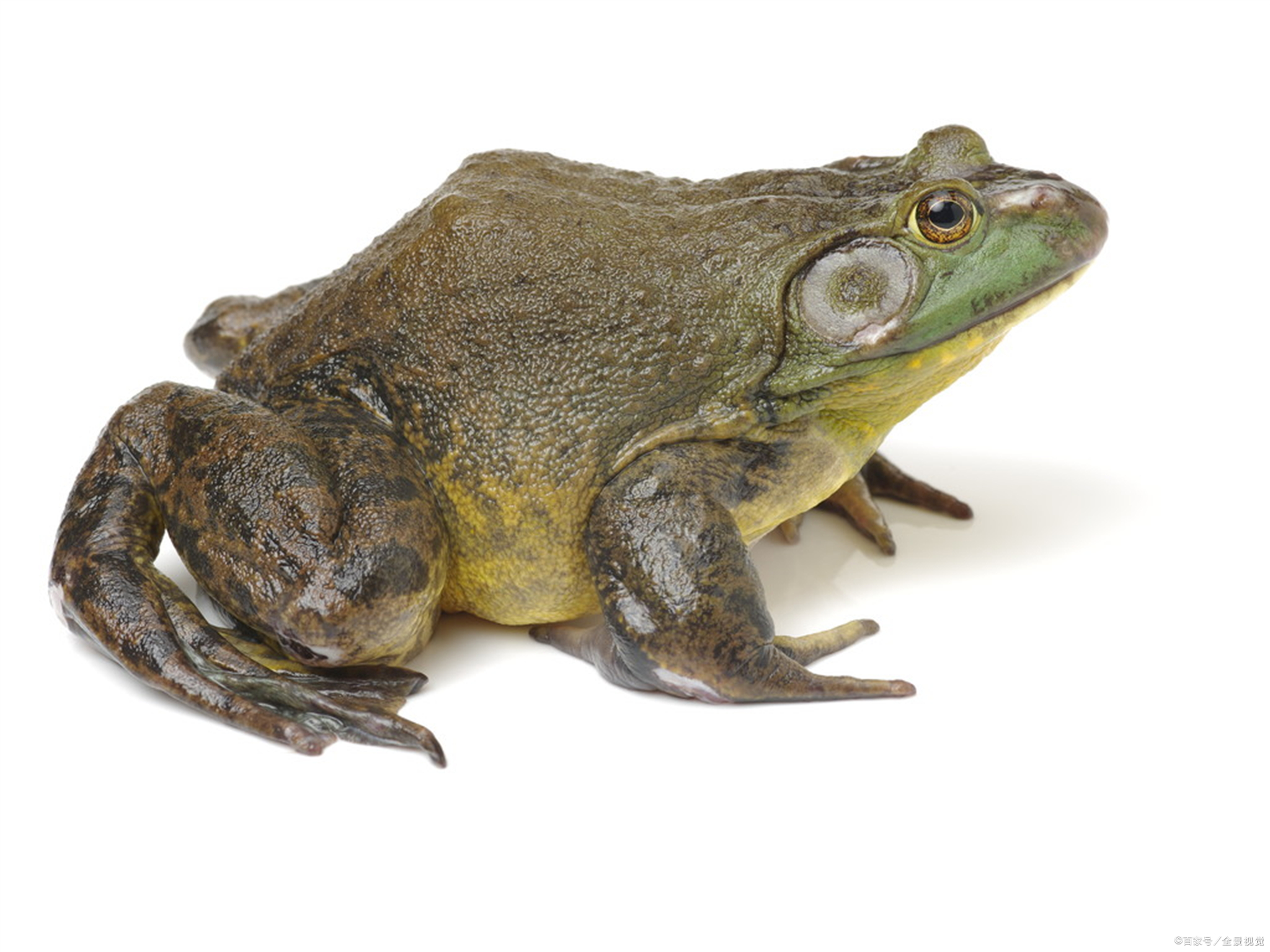 牛蛙品种图片