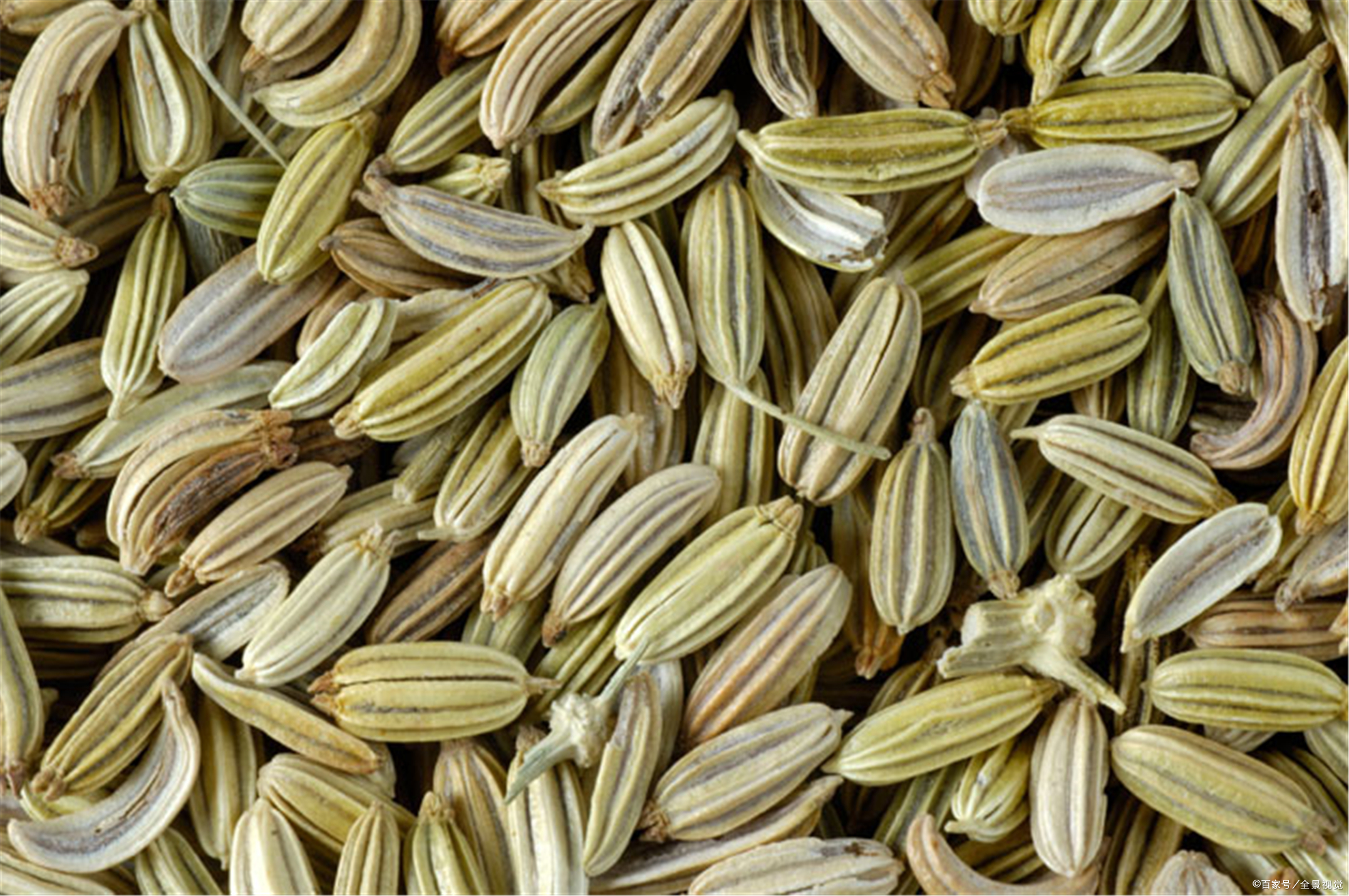 能入《本草纲目》的,都是价值比较大的药材,茴香全草入药,包括根,茎