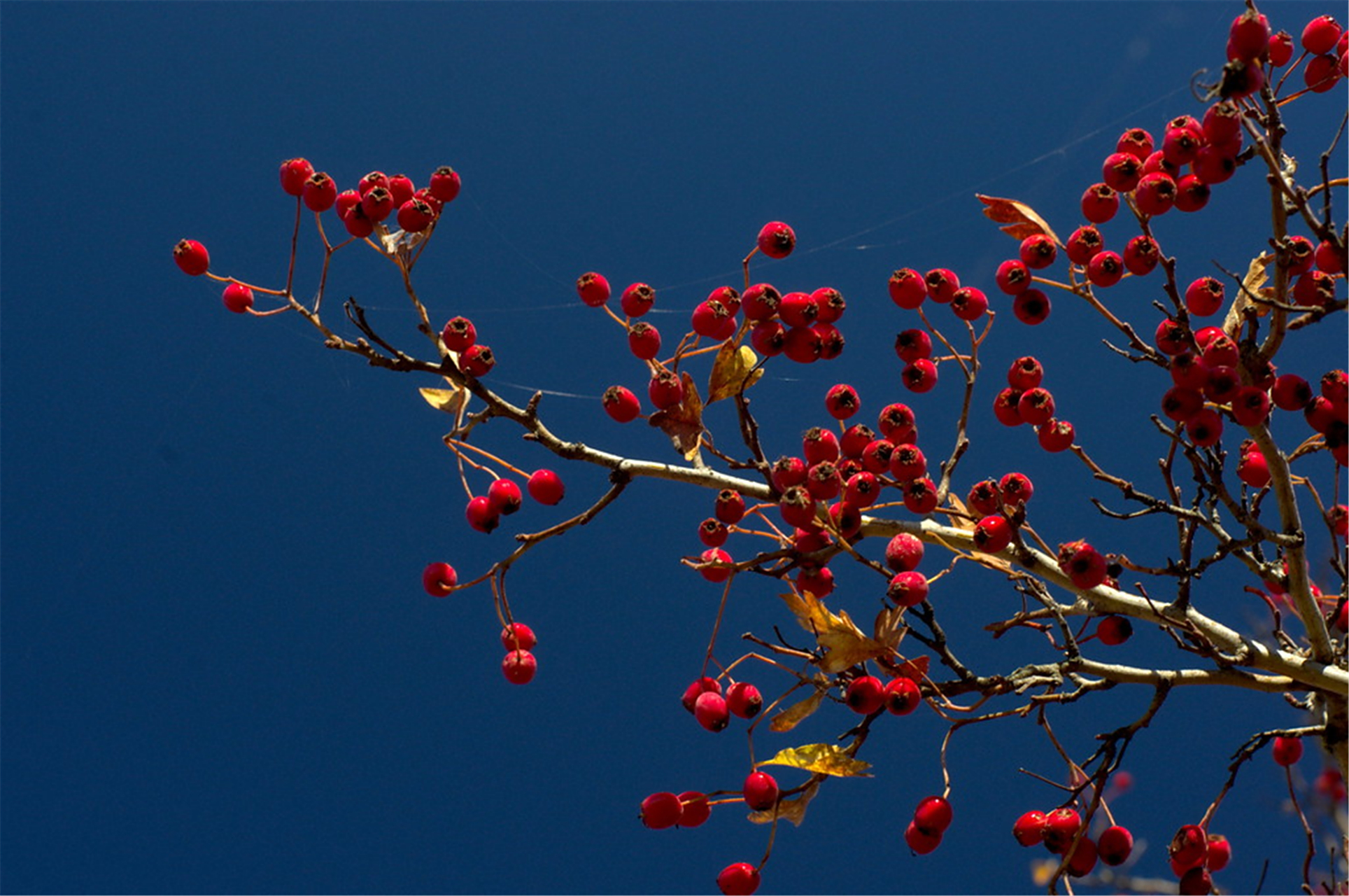 山楂,又名山里果,山里红,蔷薇科山楂属,落叶乔木,高可达6米. 在山东,