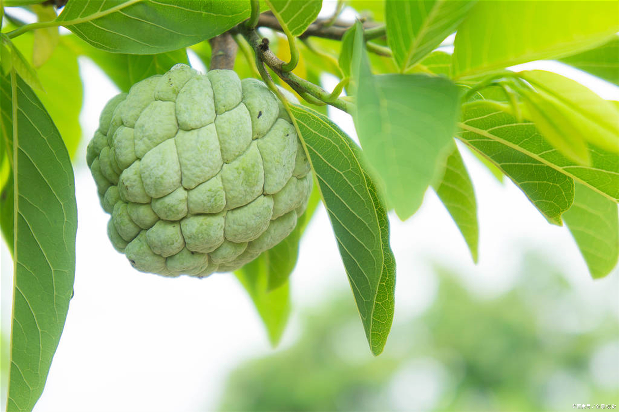 释迦- 优质问答专区