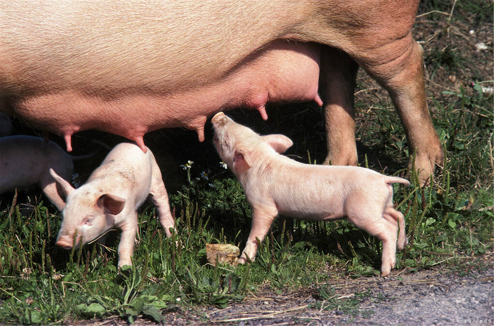 母猪奶 - 优质问答专区