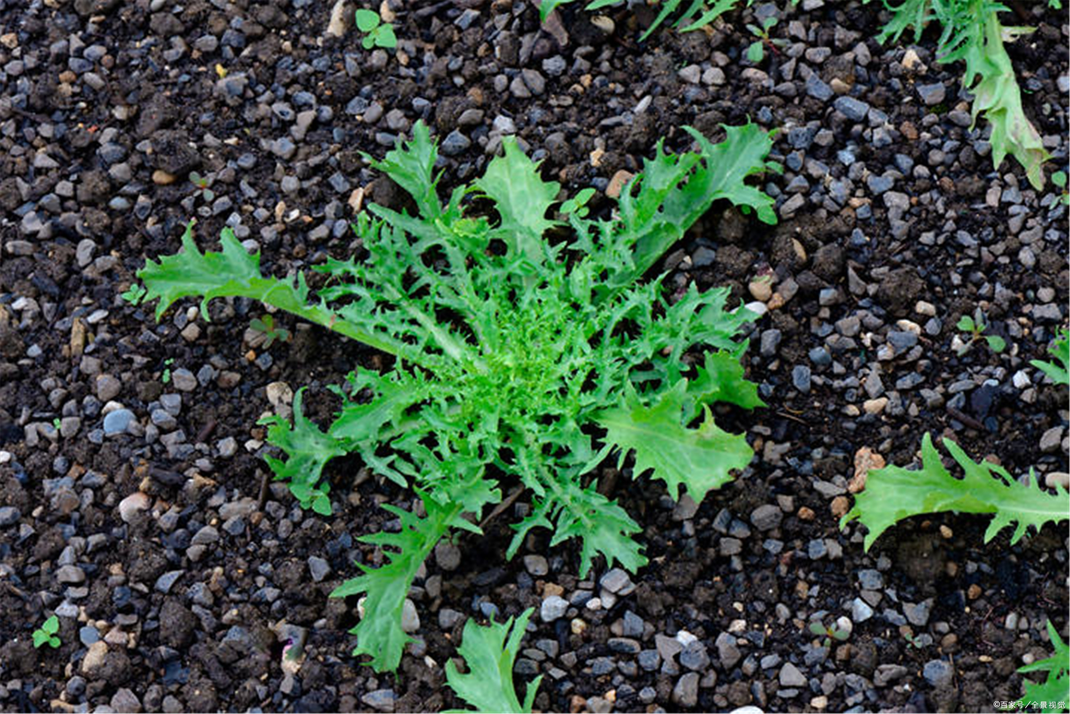 这苦苣菜属于多年生,种一次然后就不用栽培了.