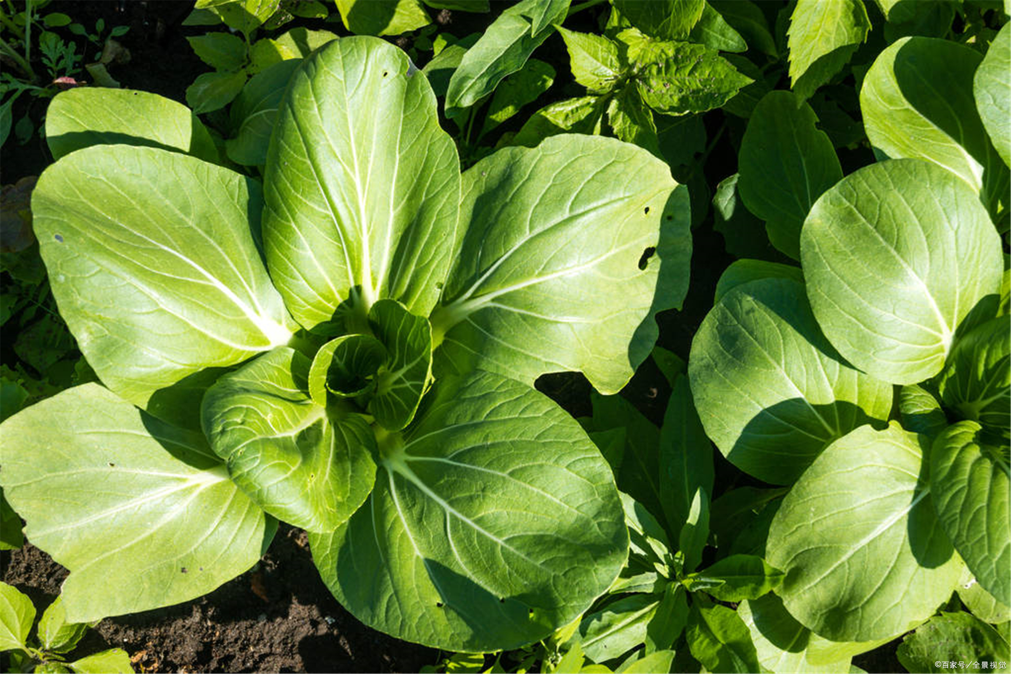 油菜苗期叶子和别家不一样 - 2020年最新商品信息聚合专区 - 百度爱采