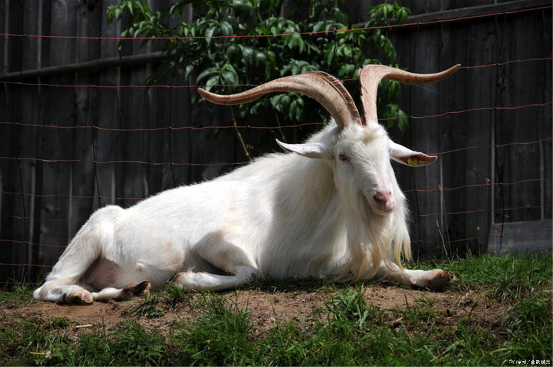 古代志怪故事:变羊,青衣妇,王周南