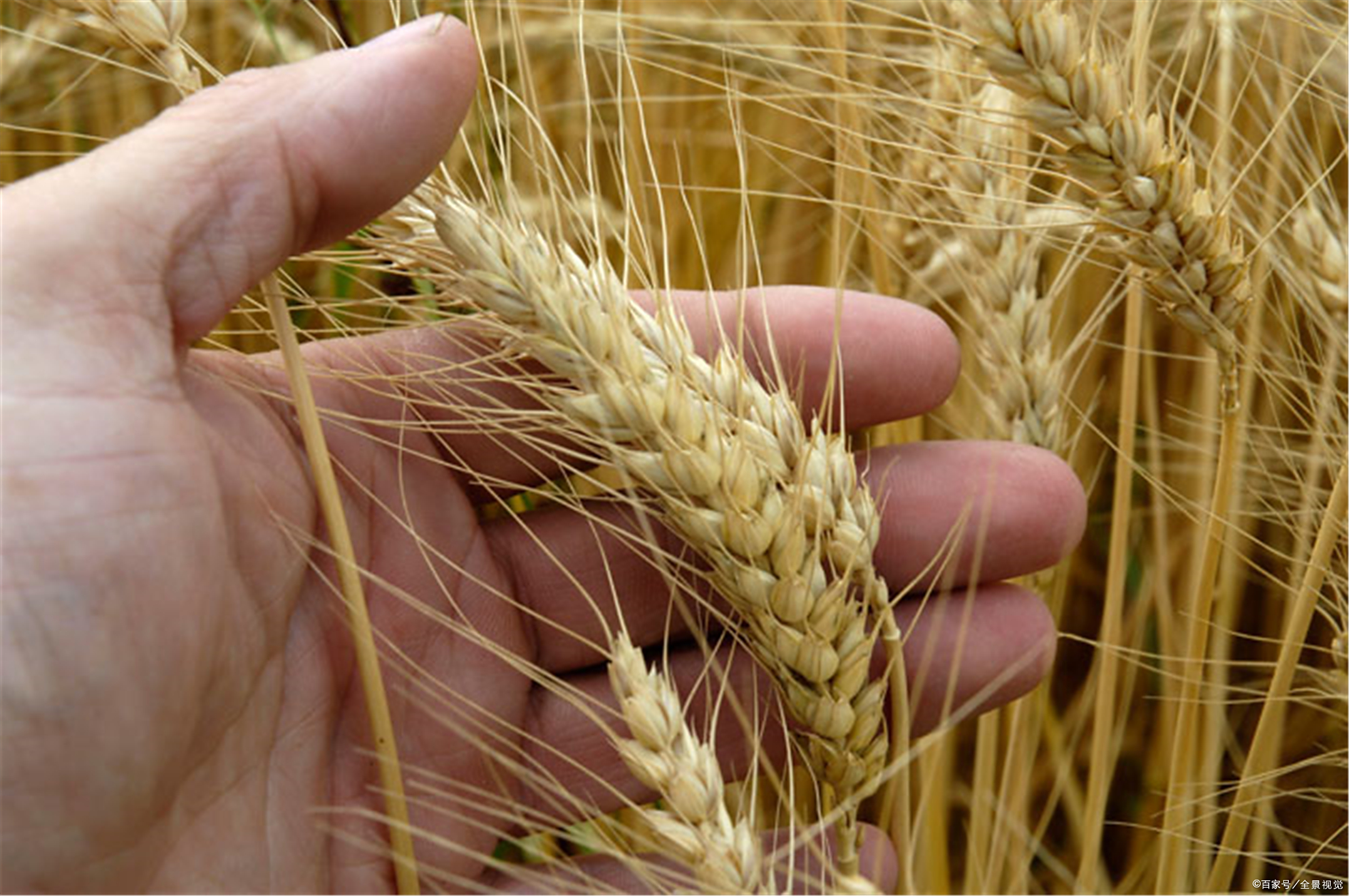 小麦- 优质问答专区