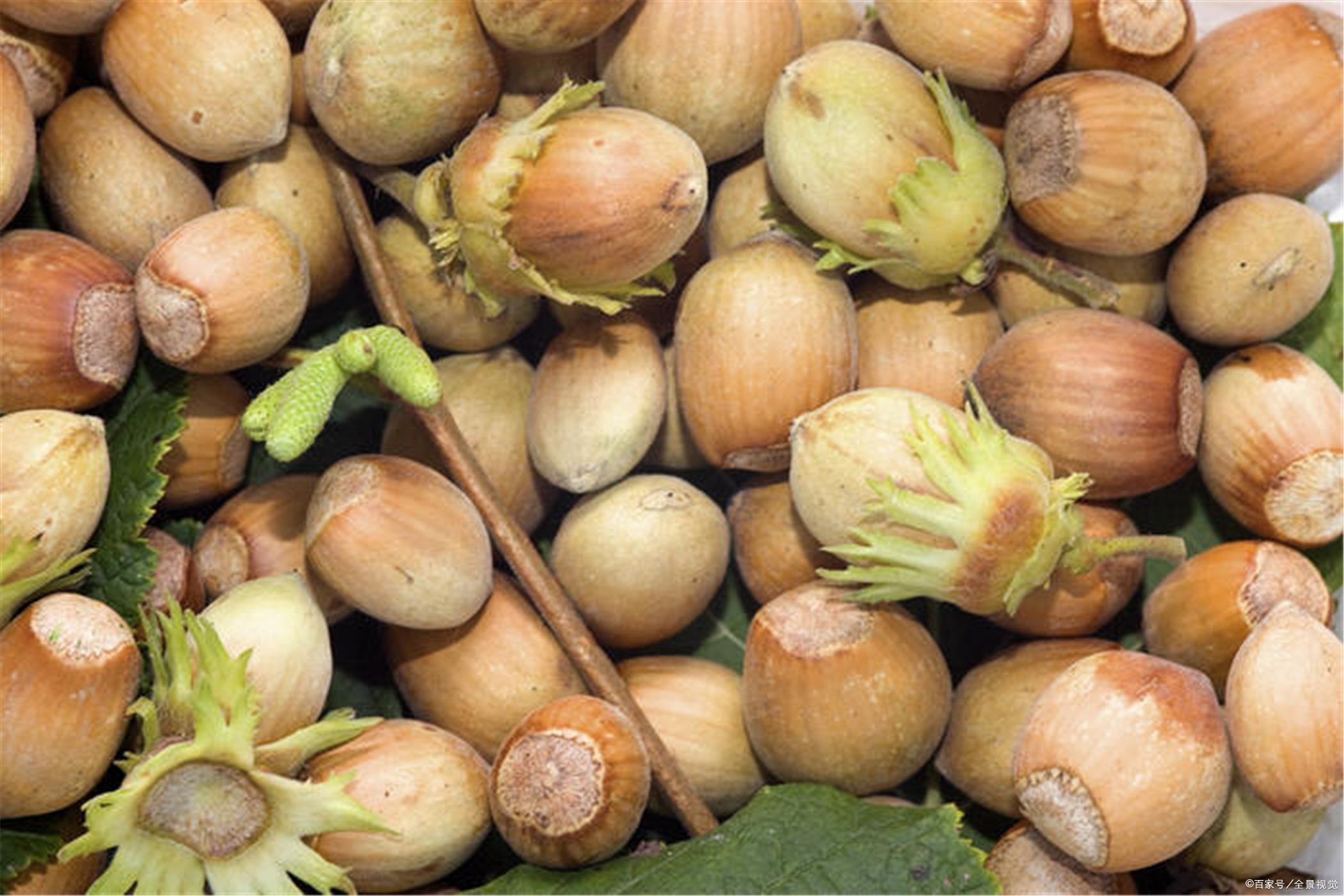 榛子- 热门商品专区