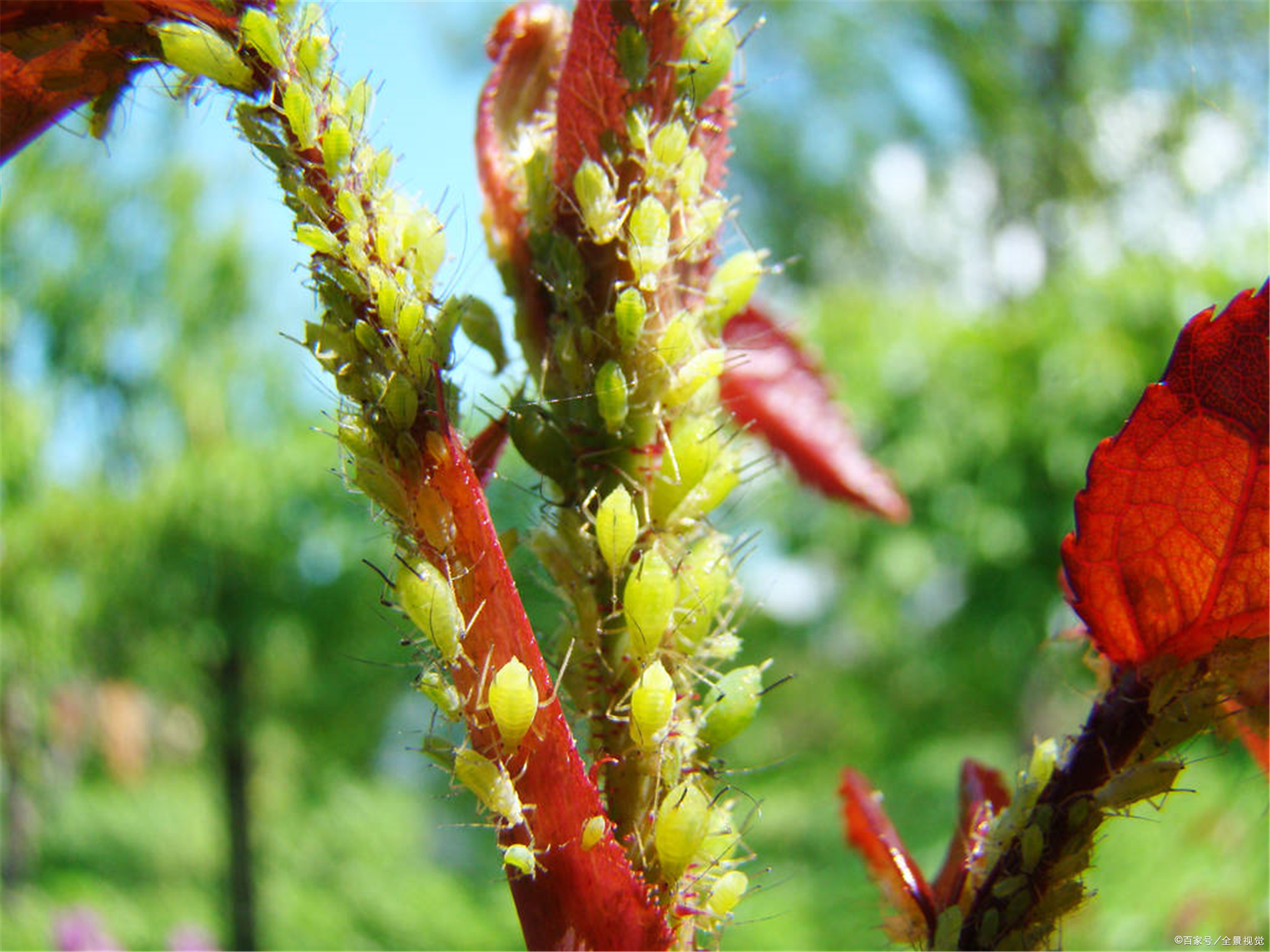 蚜虫- 优质图片专区