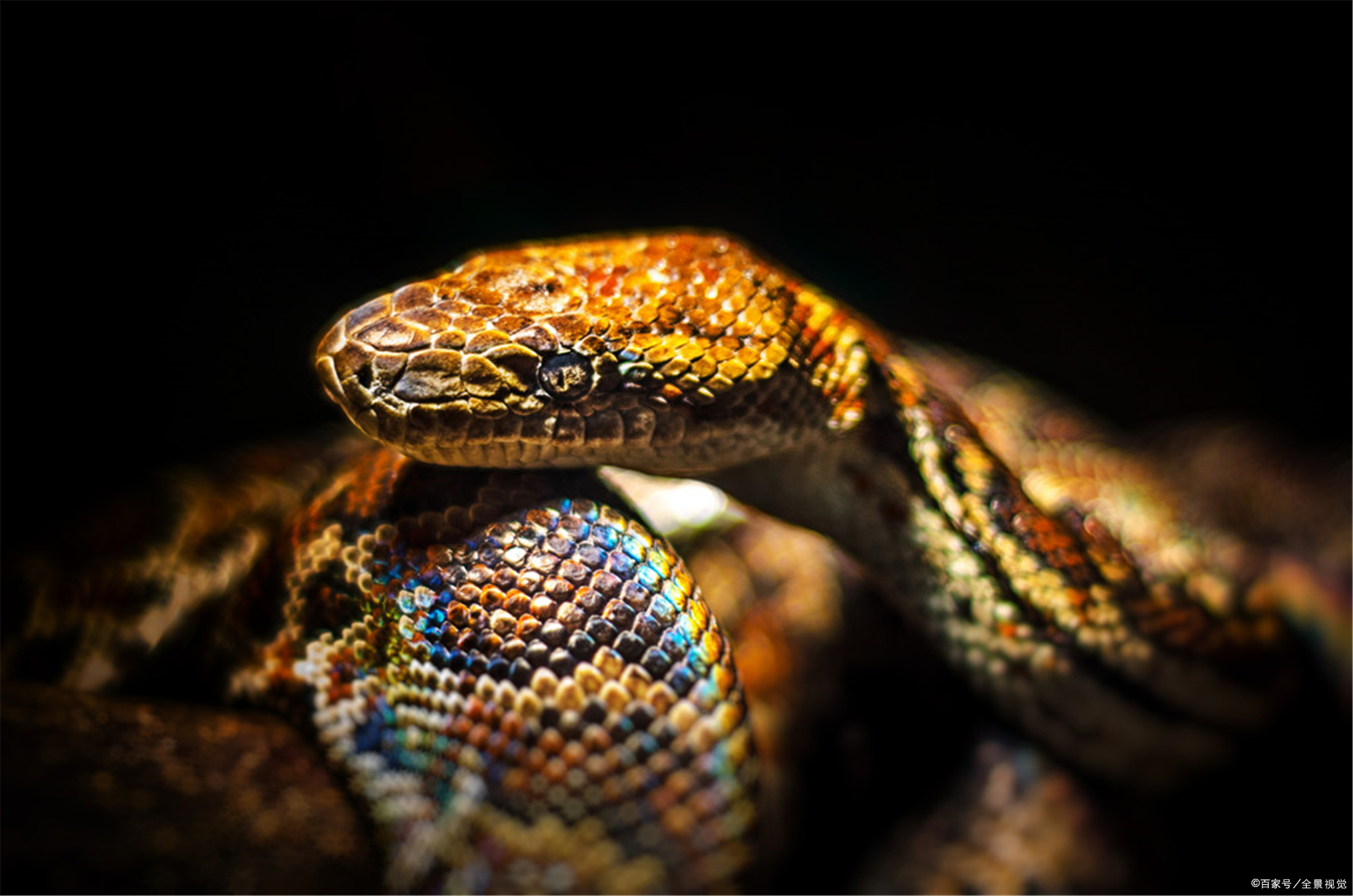 出马道堂口仙缘奇妙故事简述