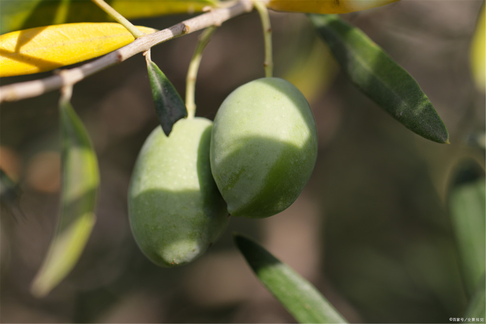 青果的作用与服用禁忌