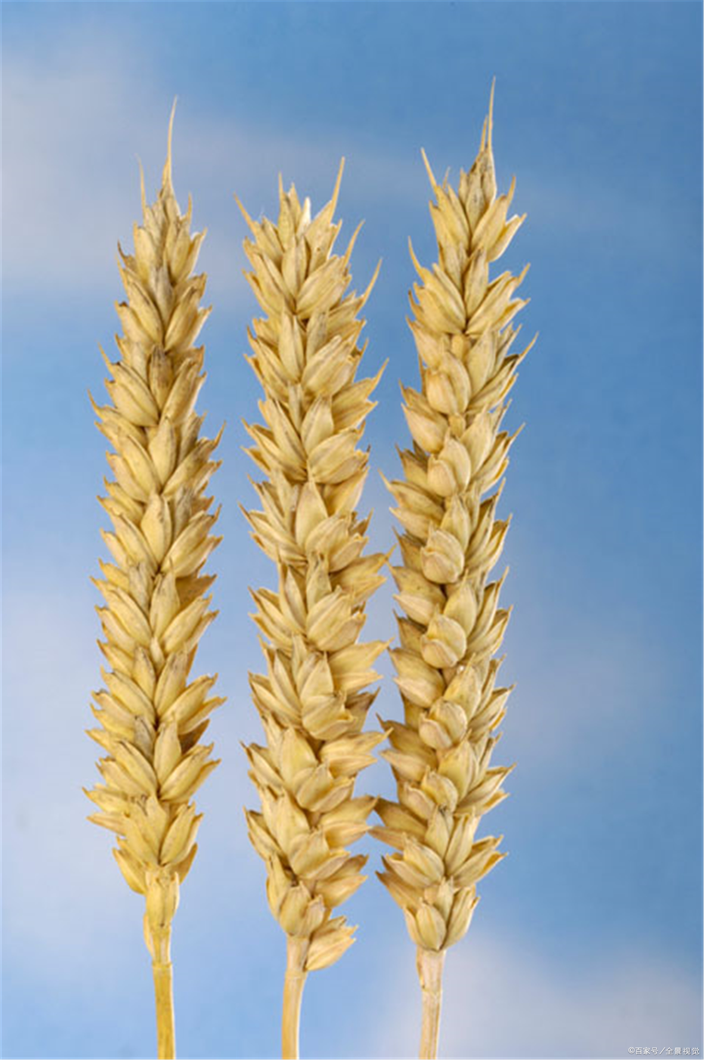 小麦套餐 - 热门商品专区