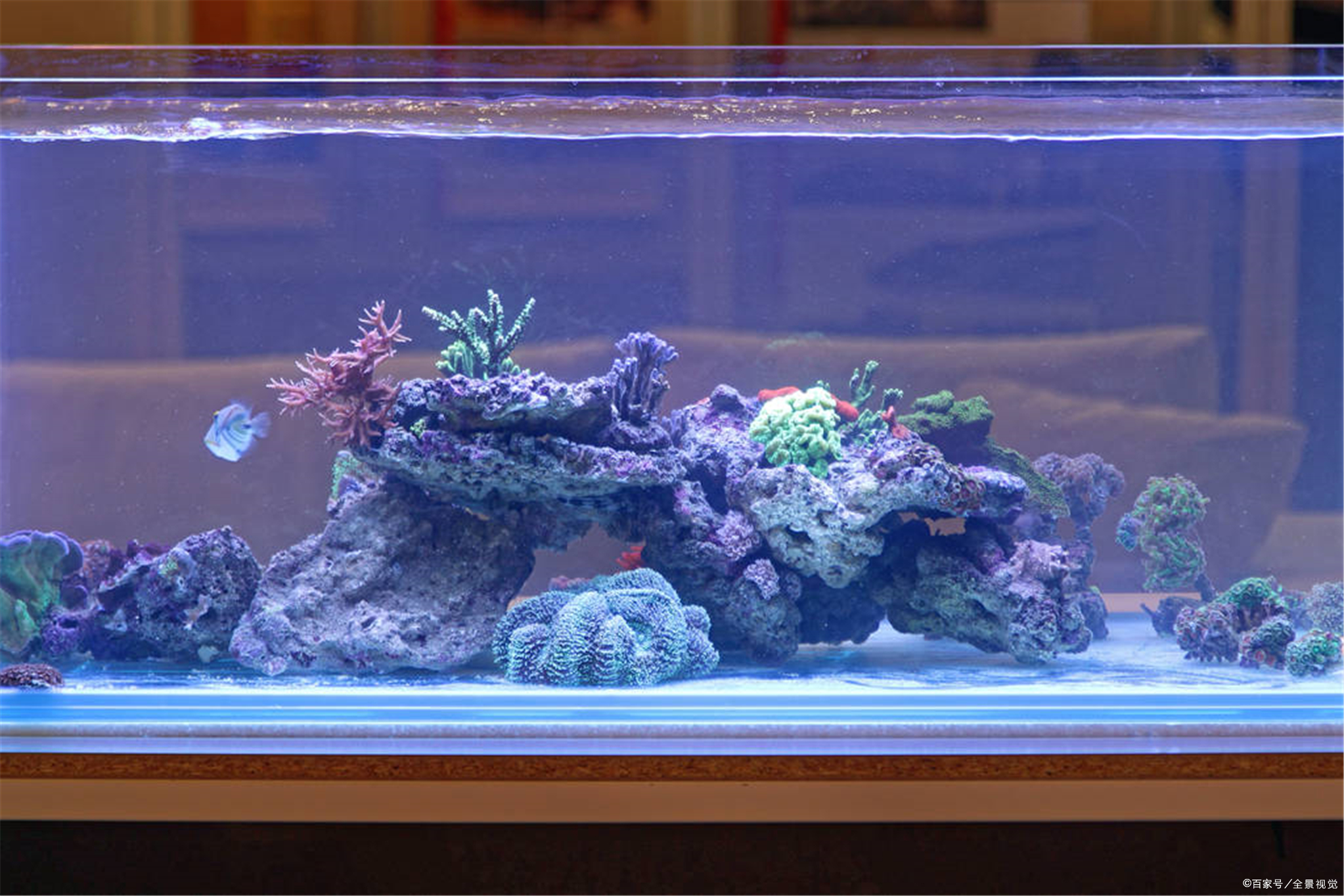 鱼缸- 热门商品专区