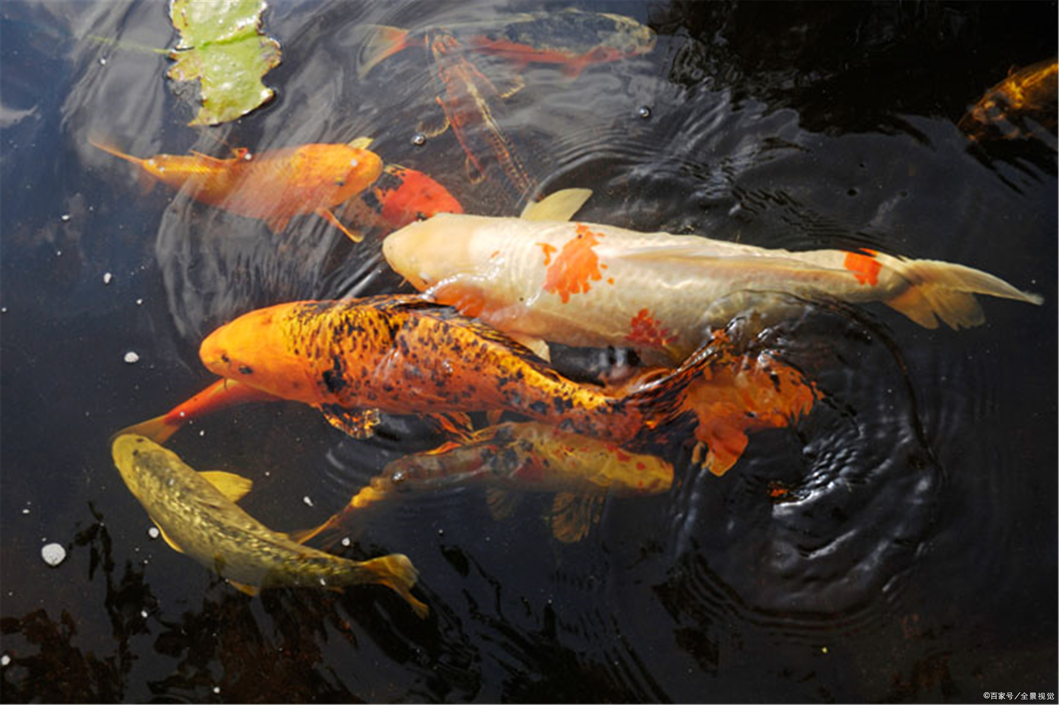 锅缸- 优质问答专区