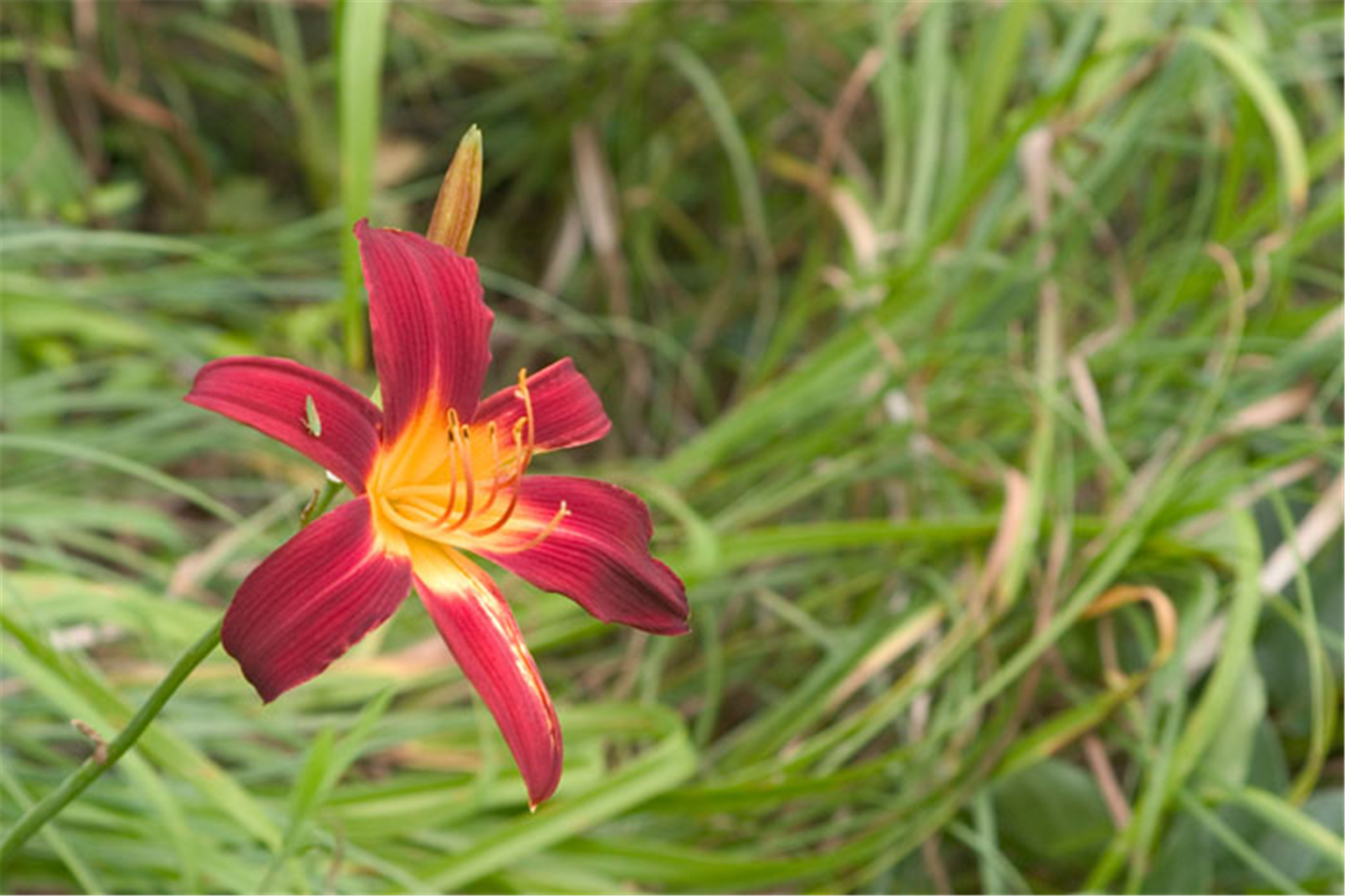 红花茶  红花,味甘,无毒,能行男子血脉,通女子经水,多则行血,少则养血