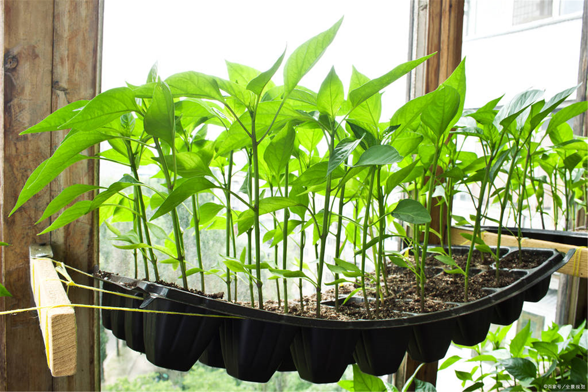 胡椒- 优质问答专区