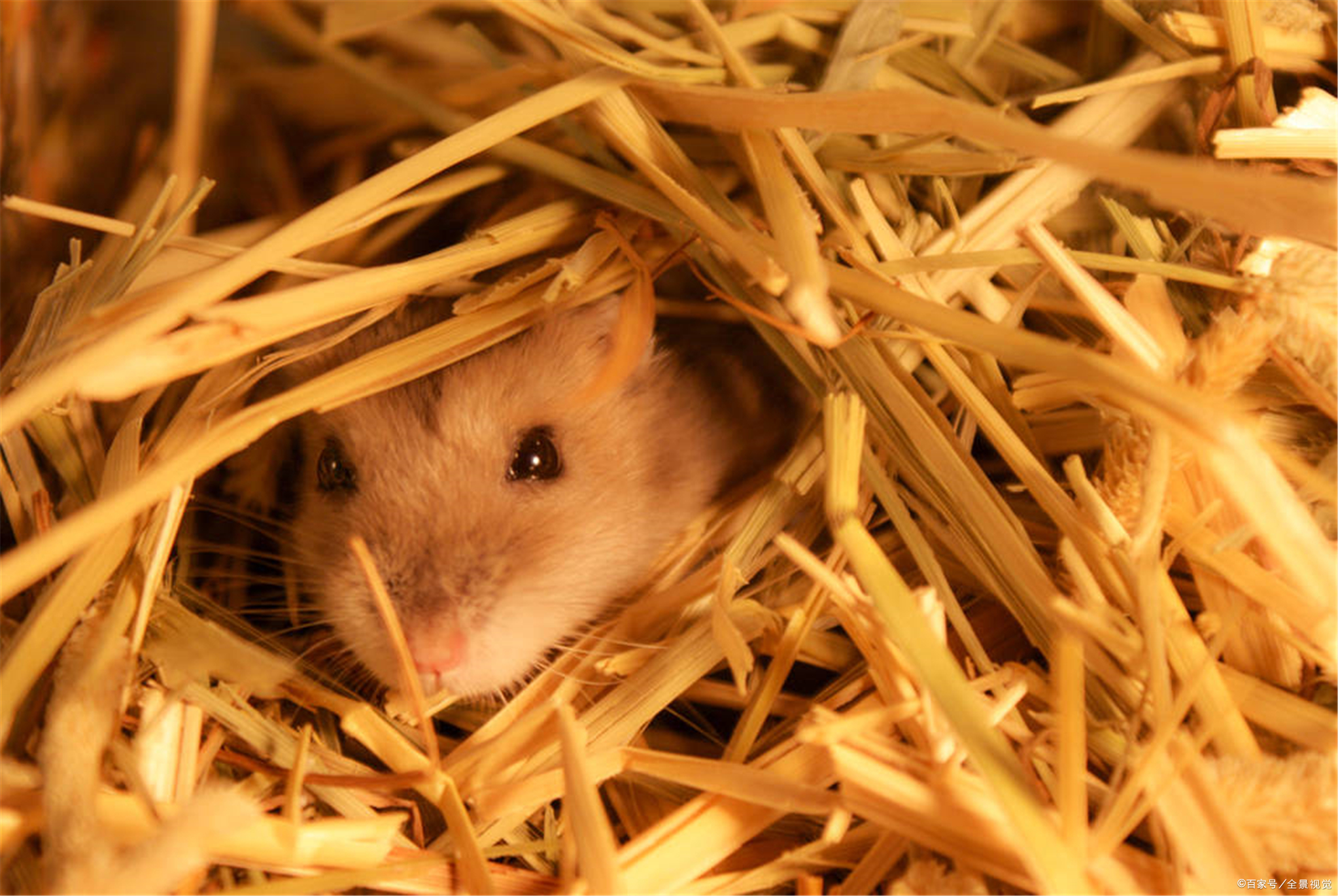 三线仓鼠喜欢吃哪些食物及如何照顾紫仓鼠的幼鼠