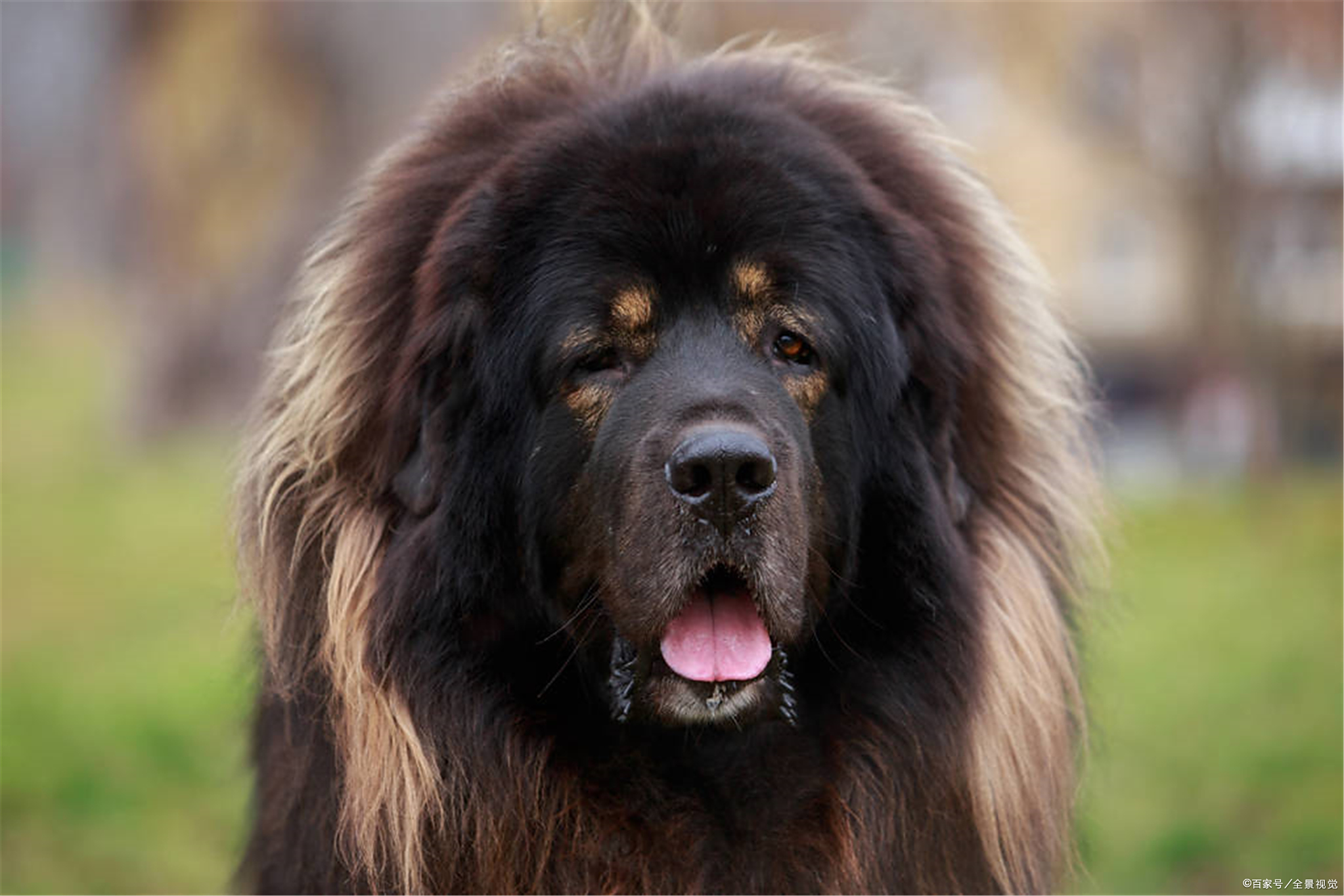 德国牧羊犬竟然标价高达100万德牧这种狗到底值不值这么多钱