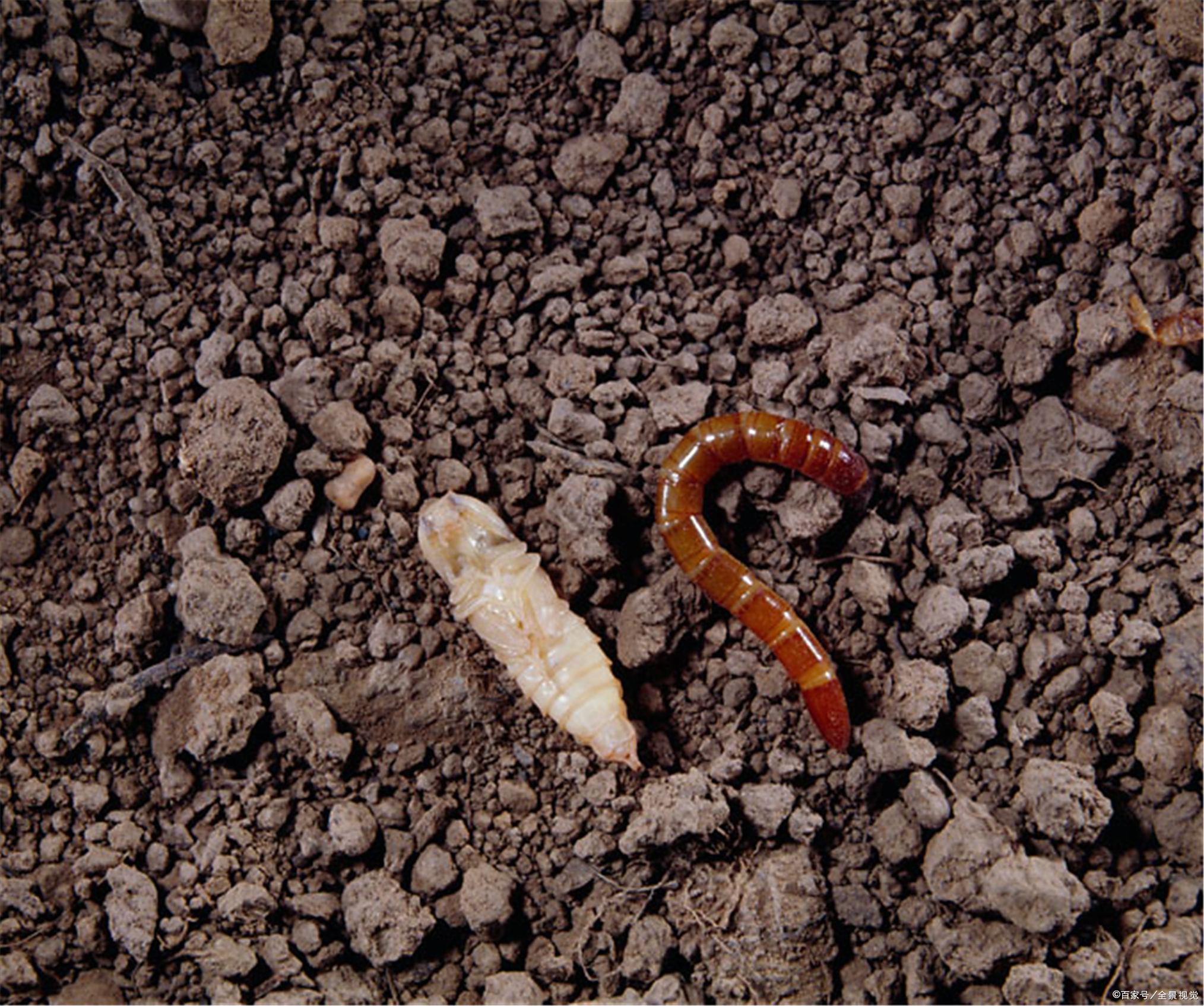 苗发黄 - 2020年最新商品信息聚合专区 - 百度爱采购