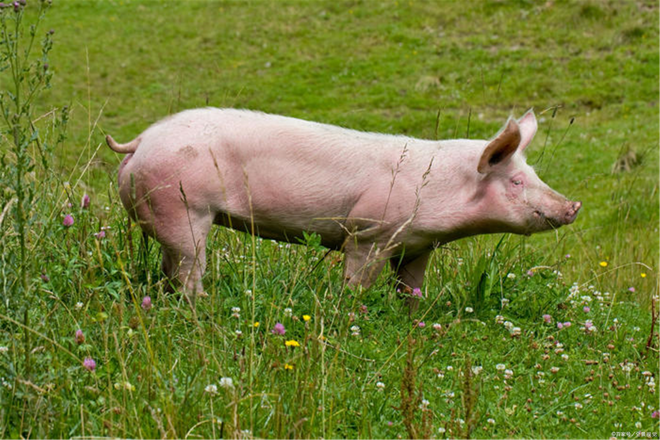 毛猪- 热门商品专区