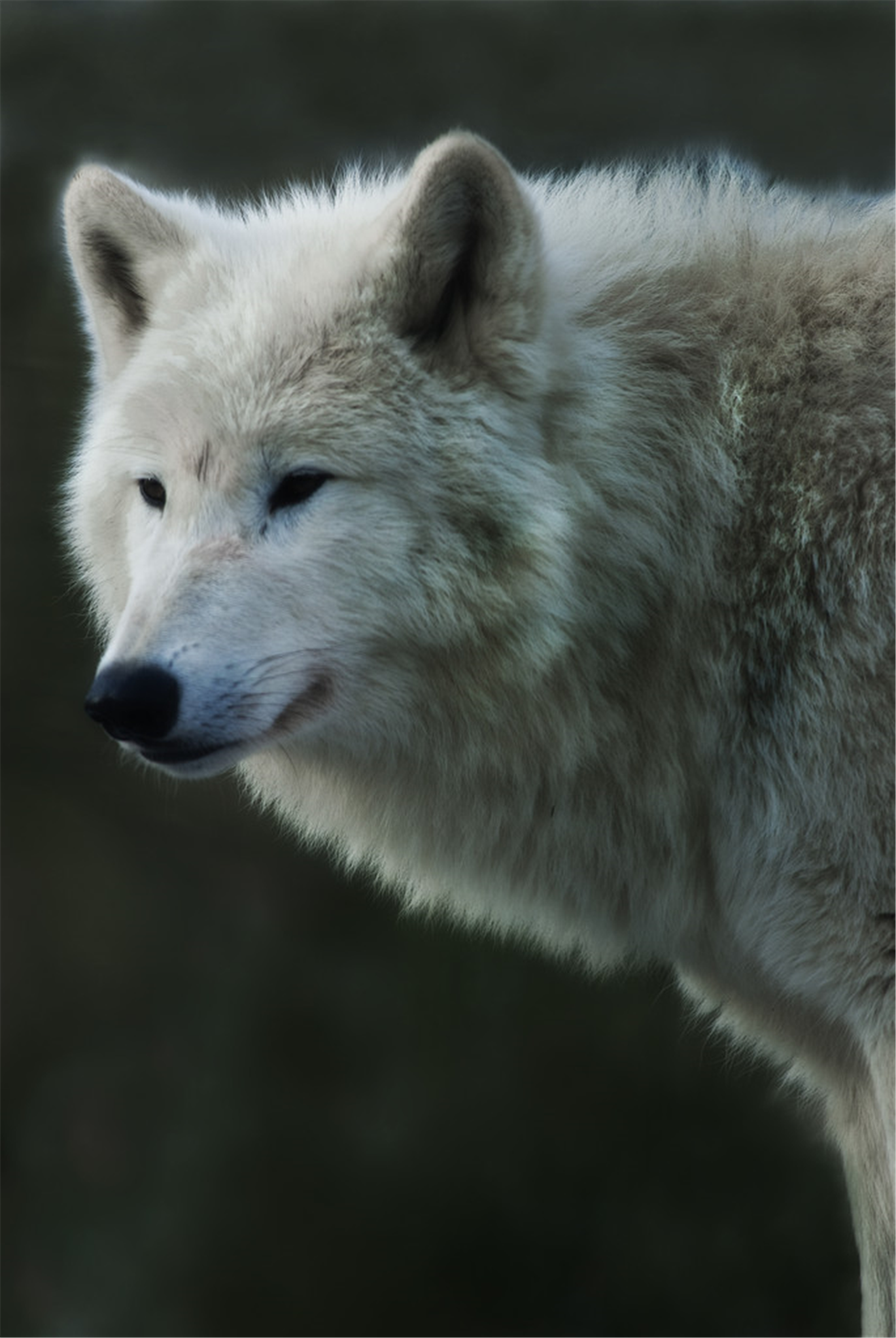 狼性霸气口号八个字 狼性霸气的微信名字