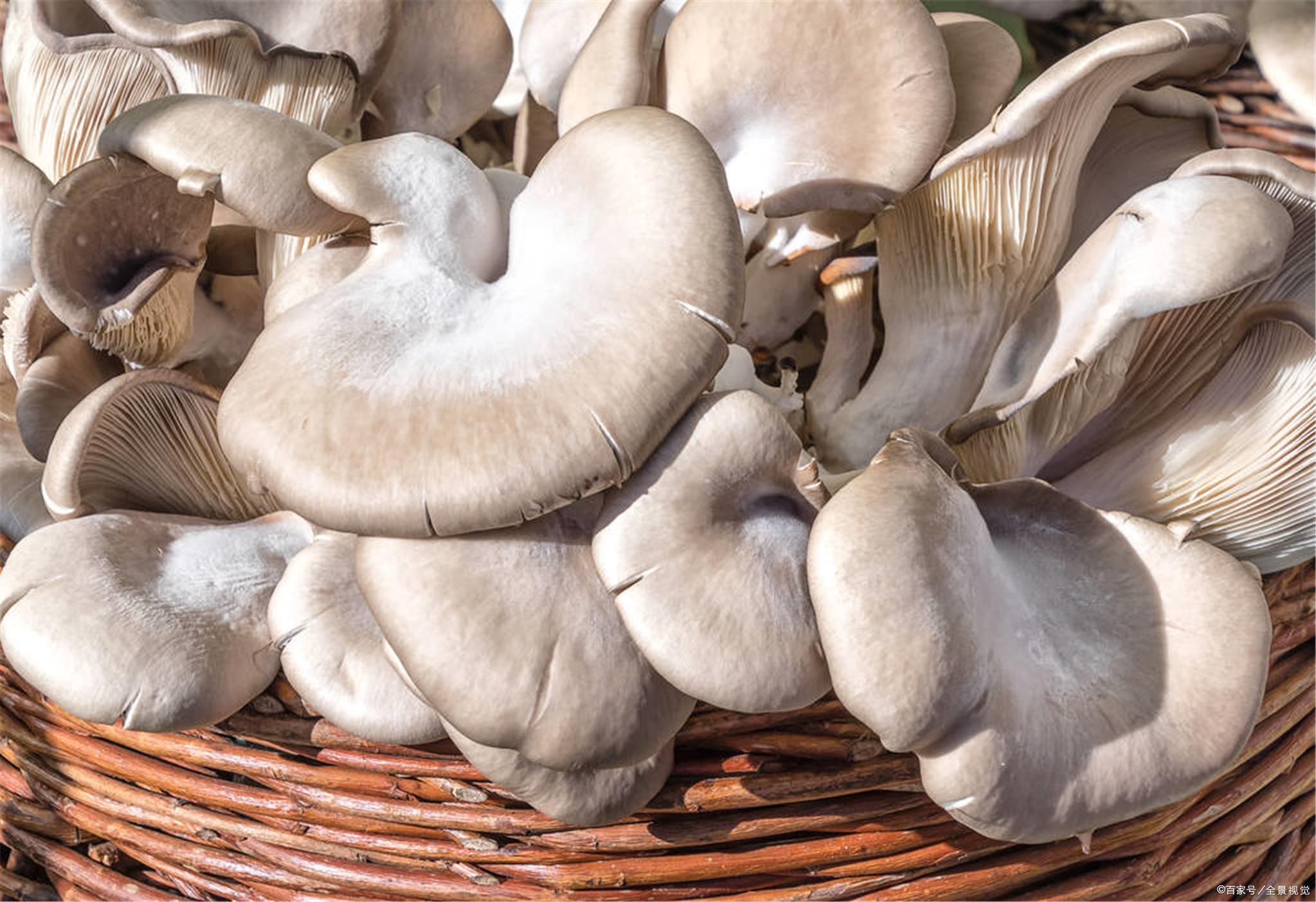 平菇- 热门商品专区