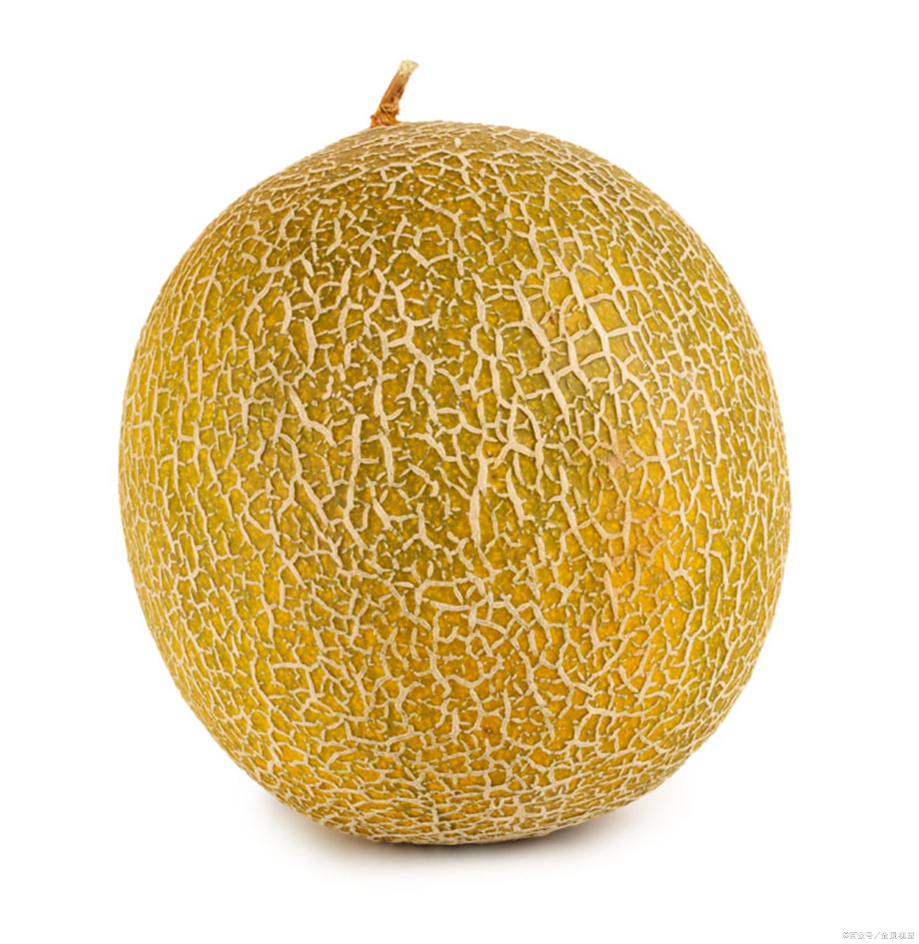 哈密瓜的大衣很漂亮,像一个布满蜘蛛网的大皮球.