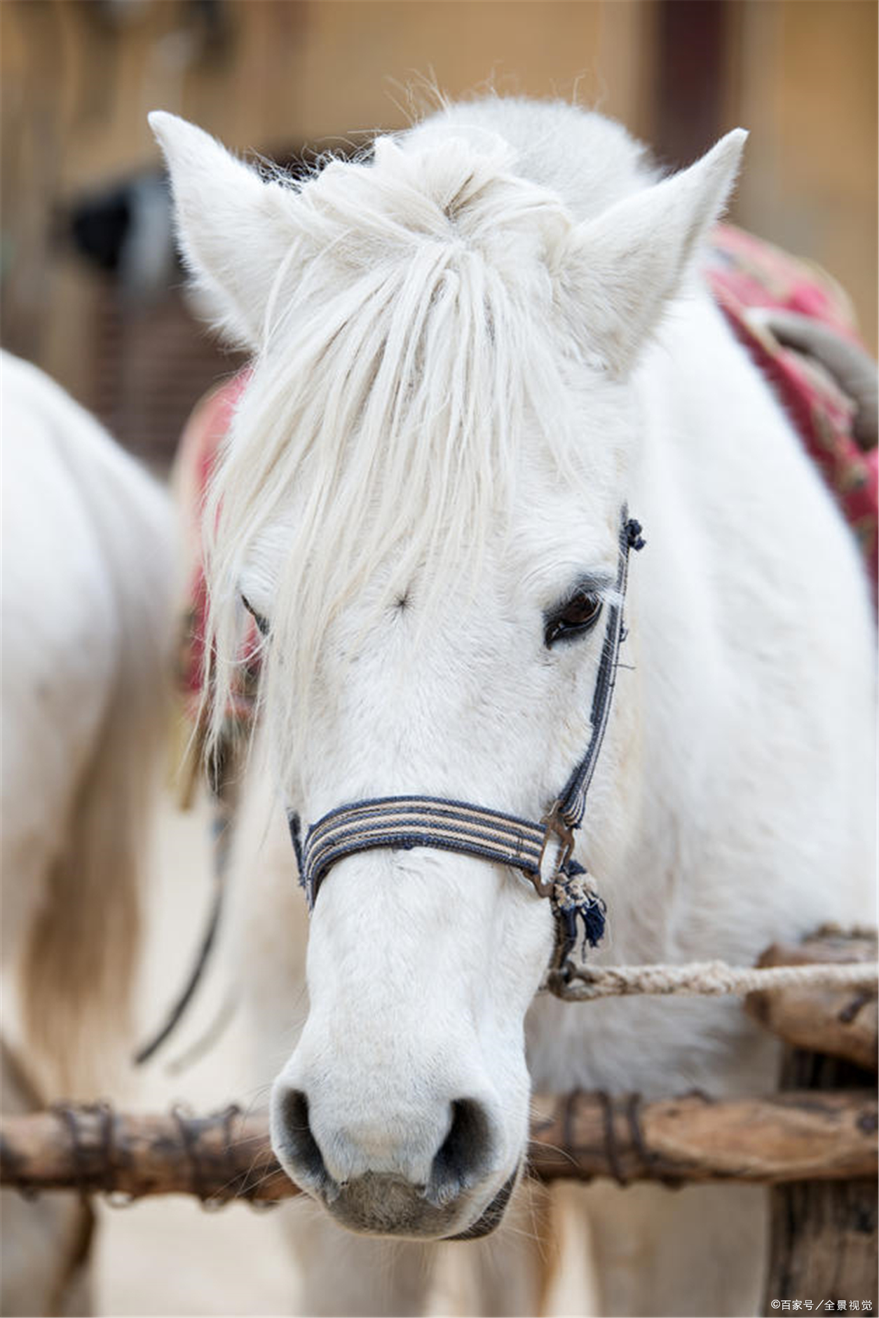 白色军马跟随剧组拍摄西游记马蹄踏遍全国最终凄惨离去