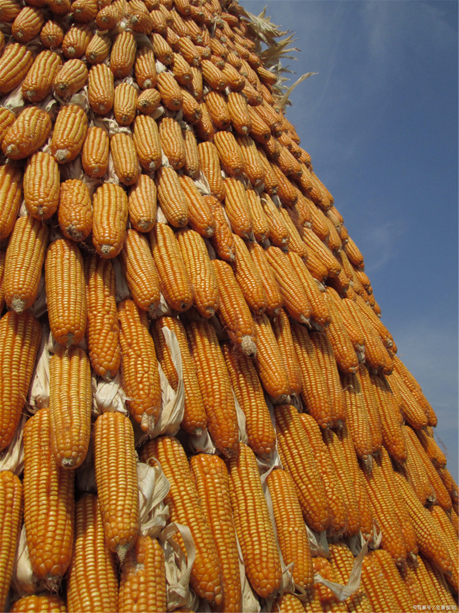 吉林梨树沈铁粮食收储有限公司11月27日报价上涨,20个水1.