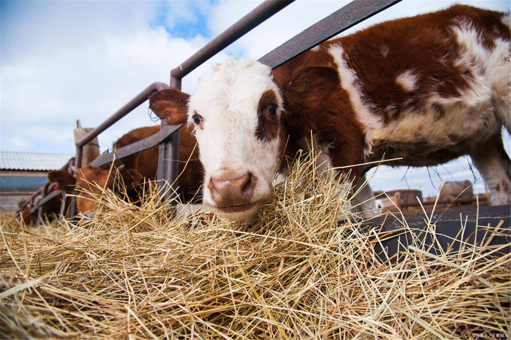 中国农村兴起养牛热潮,做到这点不愁牛养不好!