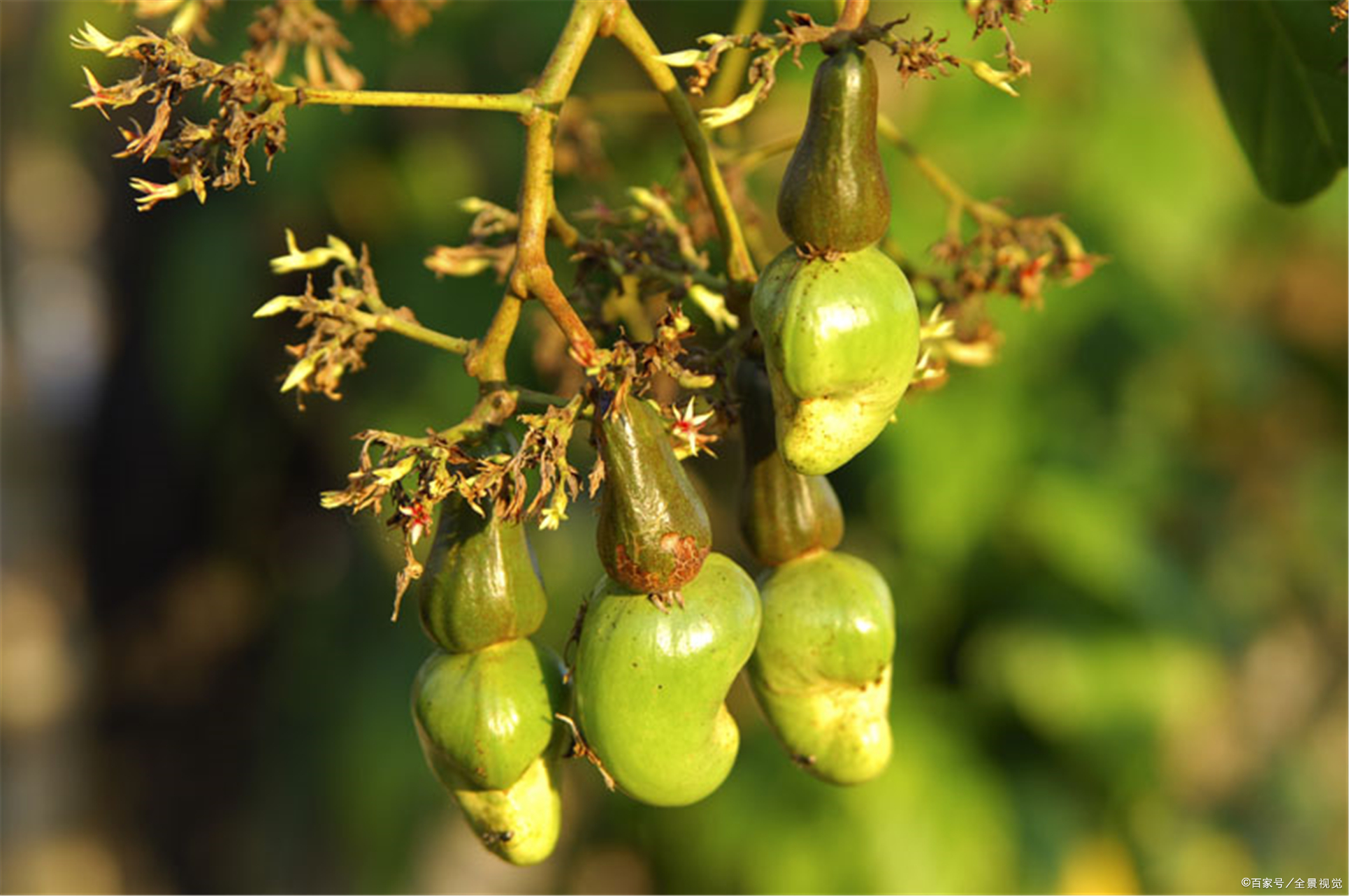 这三款配腰果汤水,多喝点,可强骨补脑与改善失眠便秘