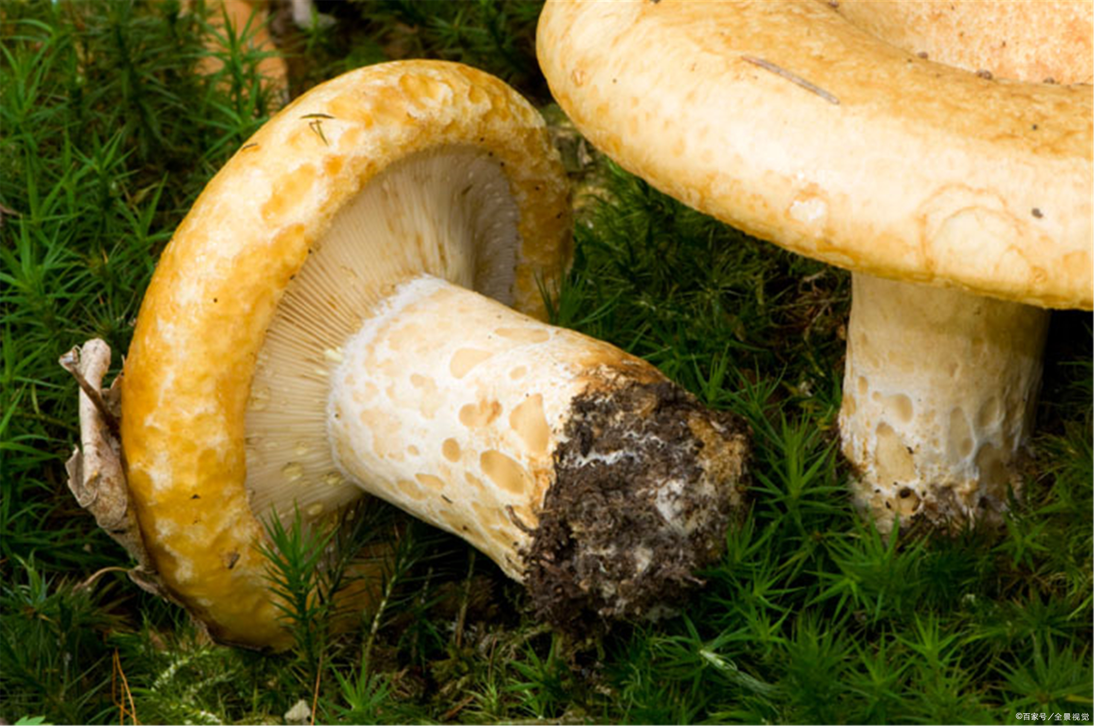 三,重阳菌可以人工种植吗?什么原因?