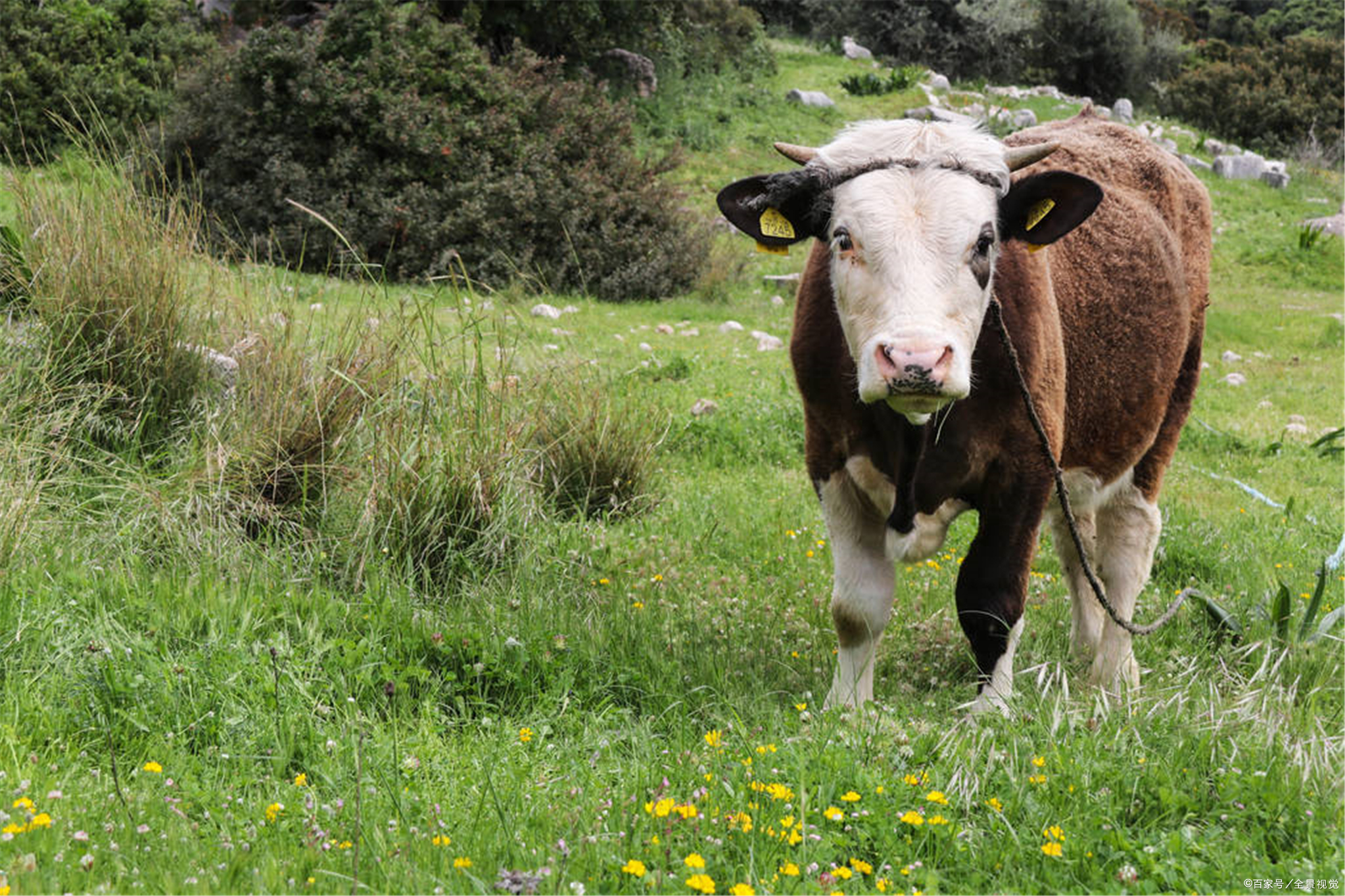 新西兰小母牛图片