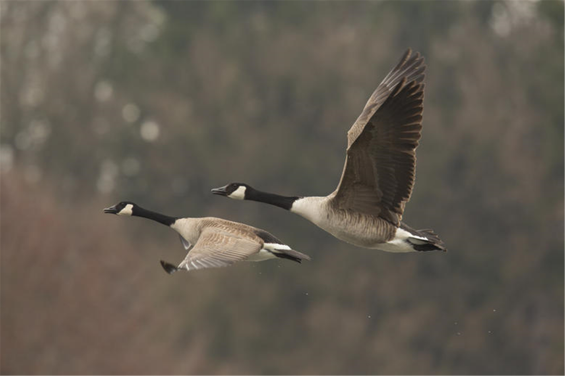 《伊州歌》(唐:王维) 清风明月苦相思,荡子从戎十载馀.