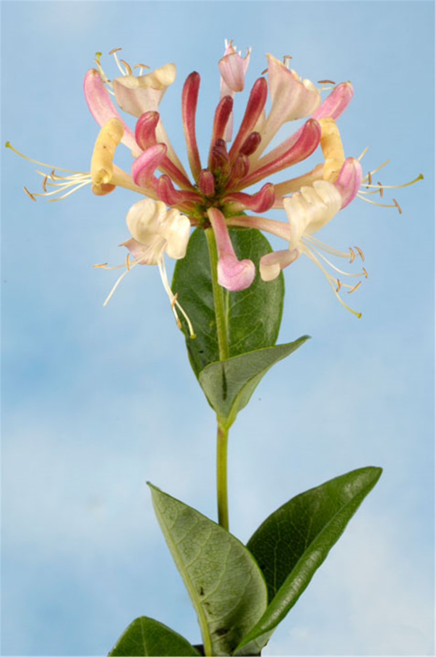 金银花茶  金银花有清热解毒,疏利咽喉,消暑除烦的作用;可治疗暑热症