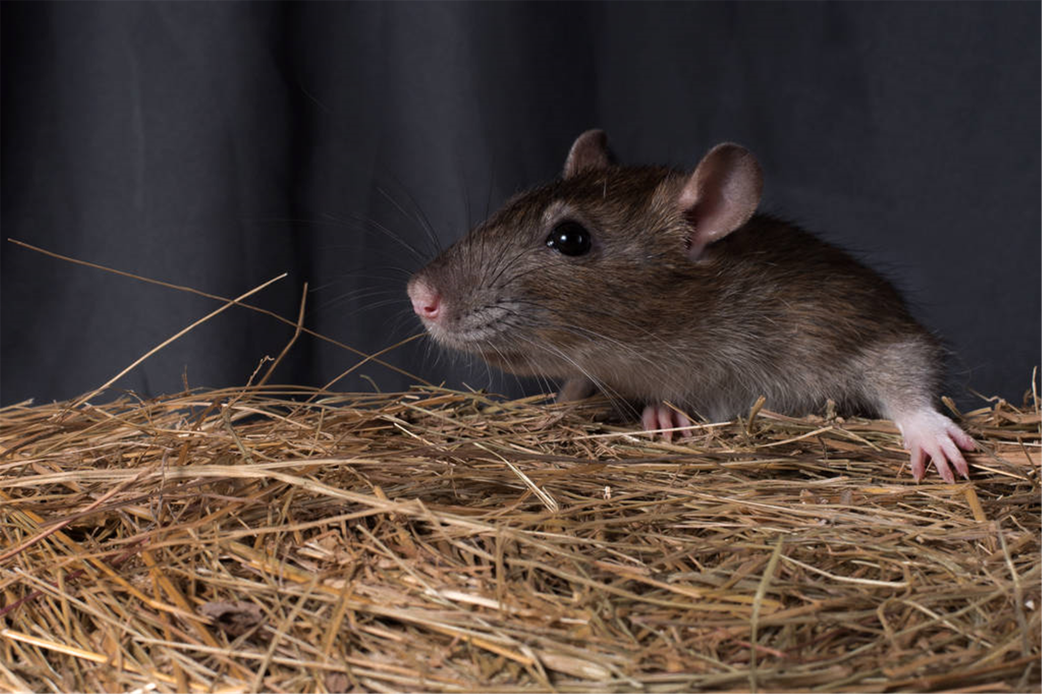 属鼠一月到十二月命运 属鼠人的出生月份解析