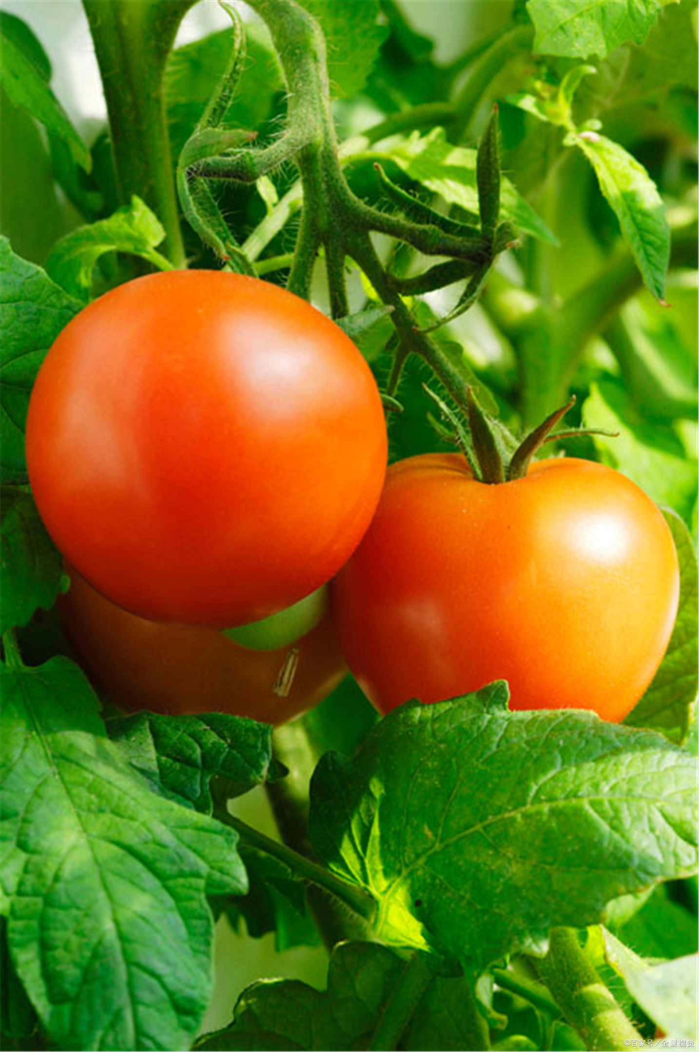 蕃茄- 热门商品专区