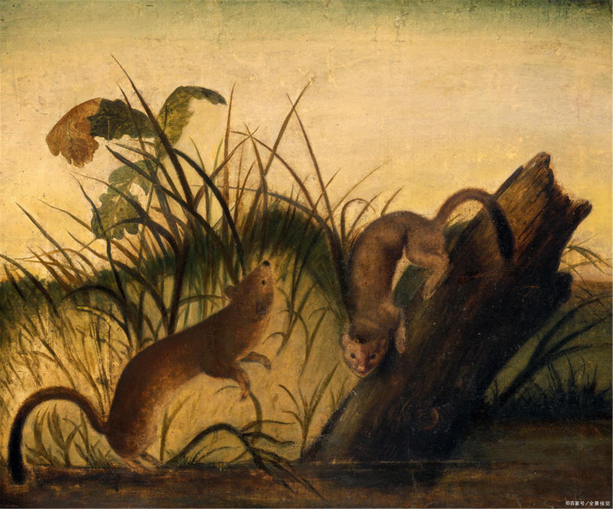 「民间故事」-黄鼠狼报恩