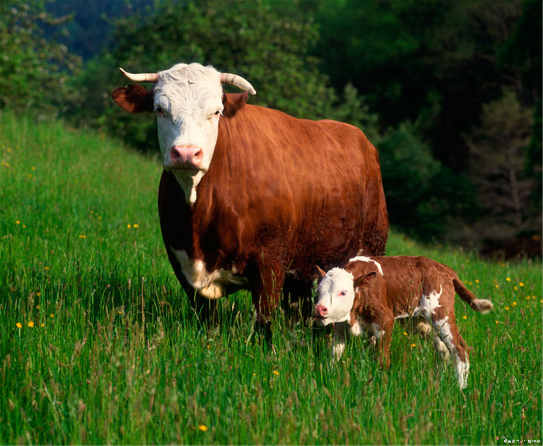 牛出售价 - 2020年最新商品信息聚合专区 - 百度爱采购