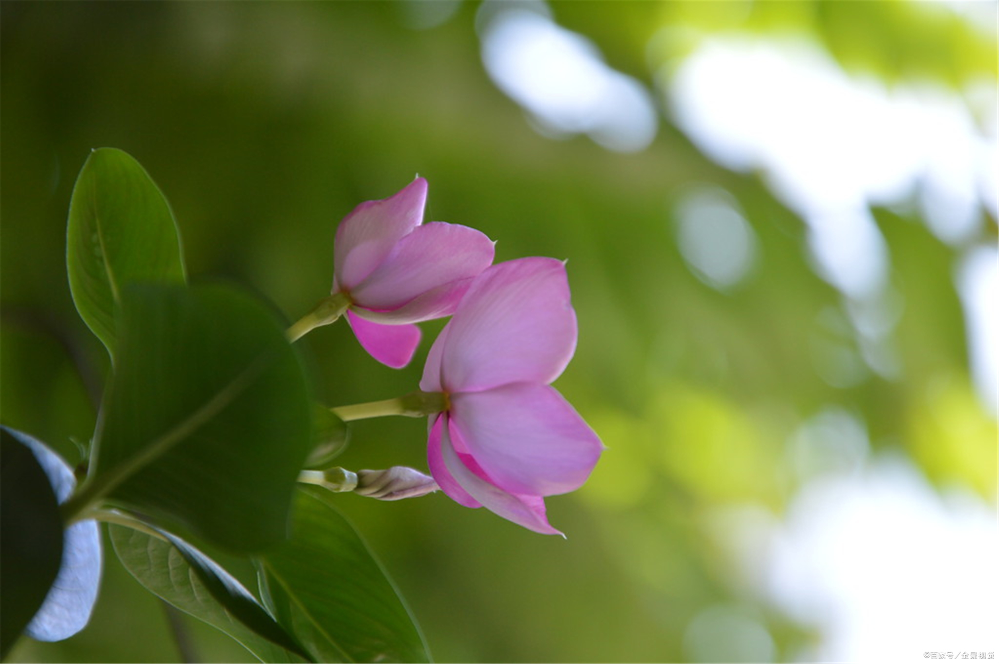 颜值即正义？当孩子为外貌苦恼时，家长应注意孩子的心理健康问题