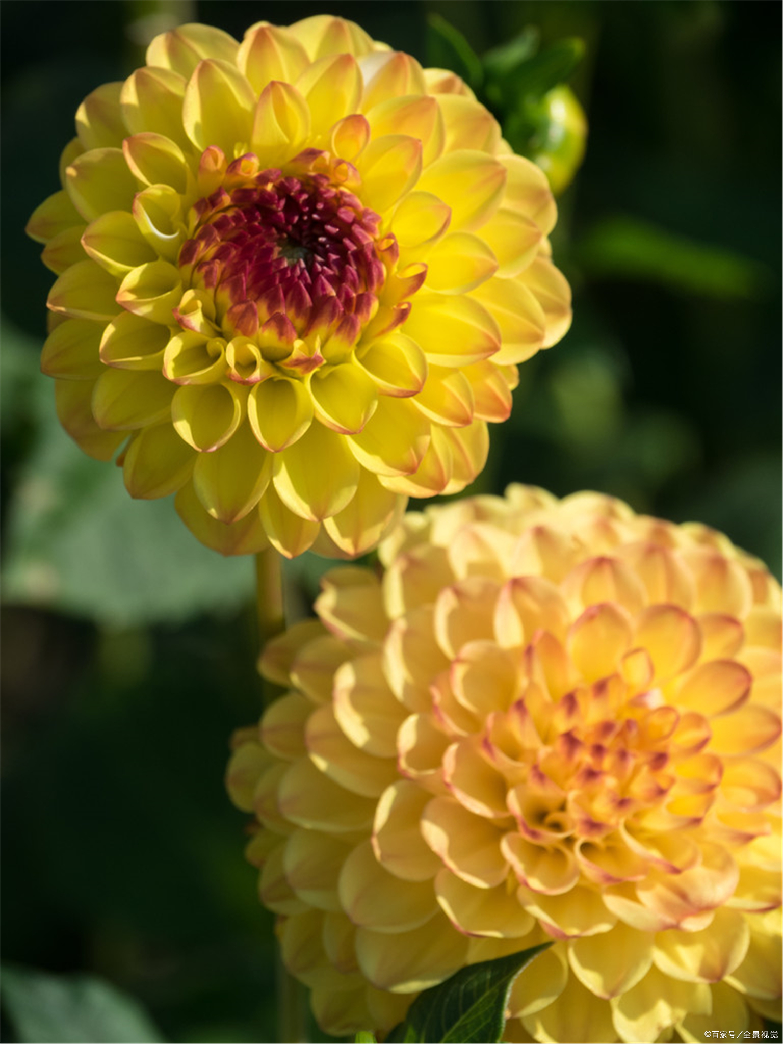 大丽花十分漂亮,它也叫地瓜花,是一种喜阳的植物.