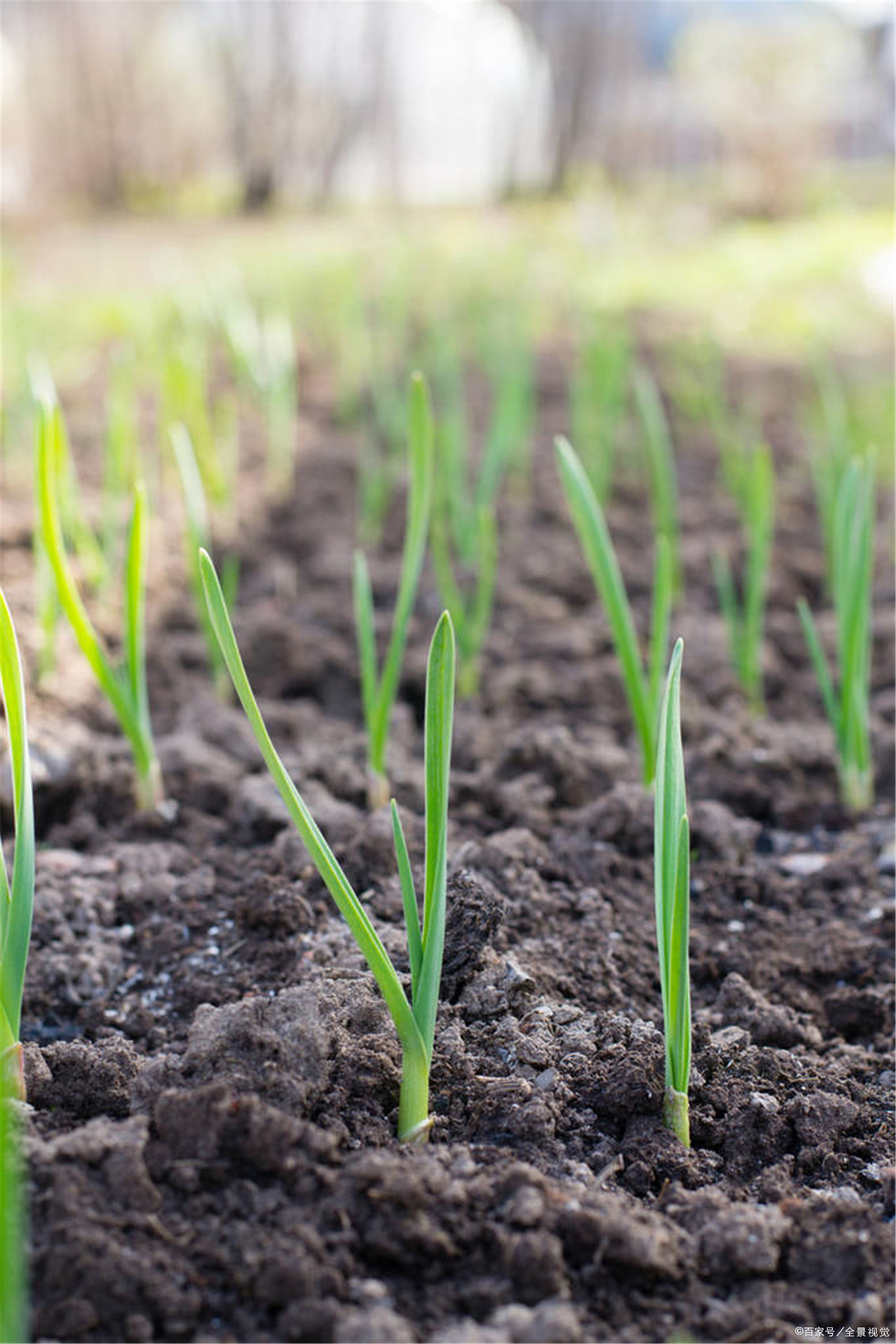 青蒜苗 - 2020年最新商品信息聚合专区 - 百度爱采购