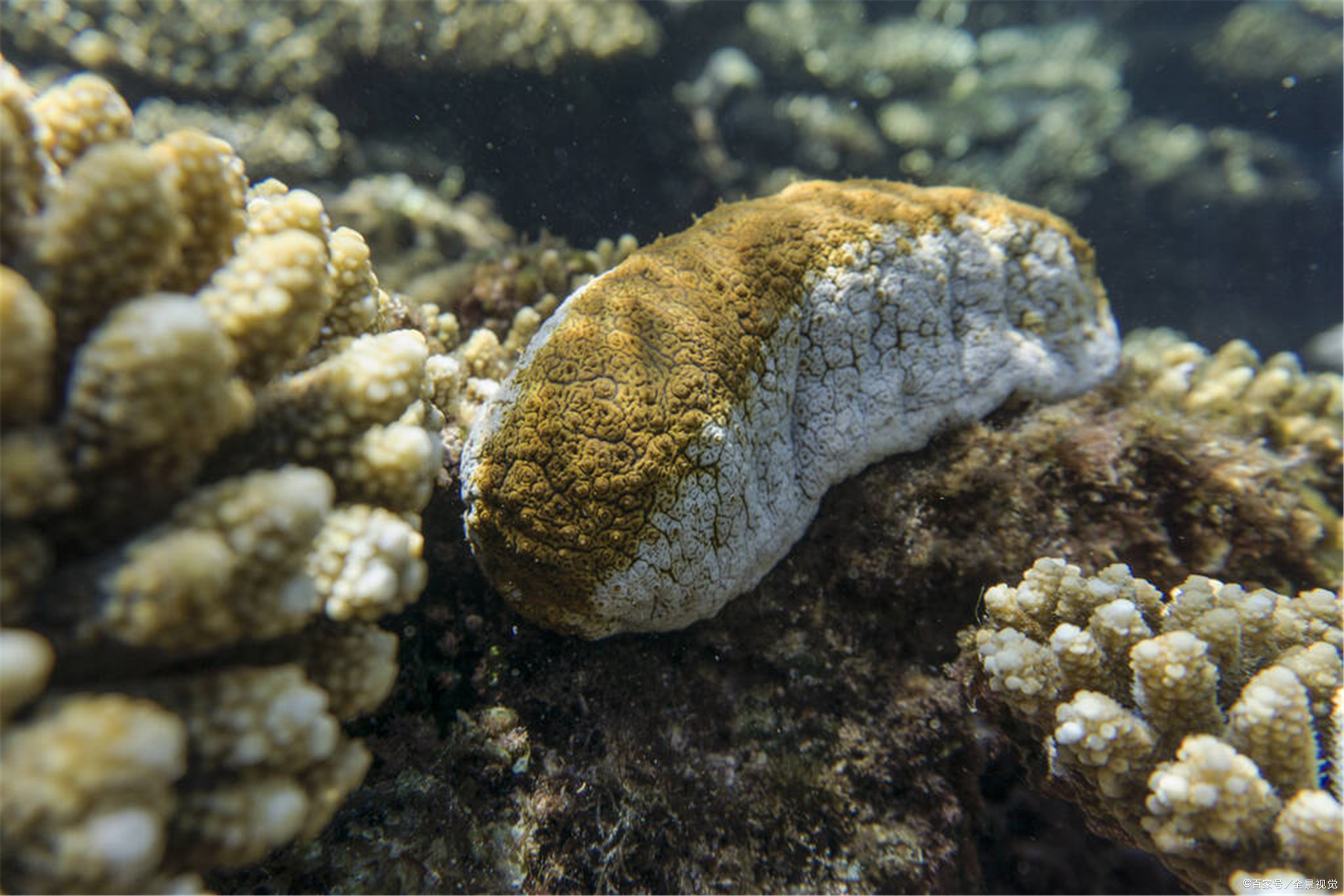 海参筋 - 优质问答专区