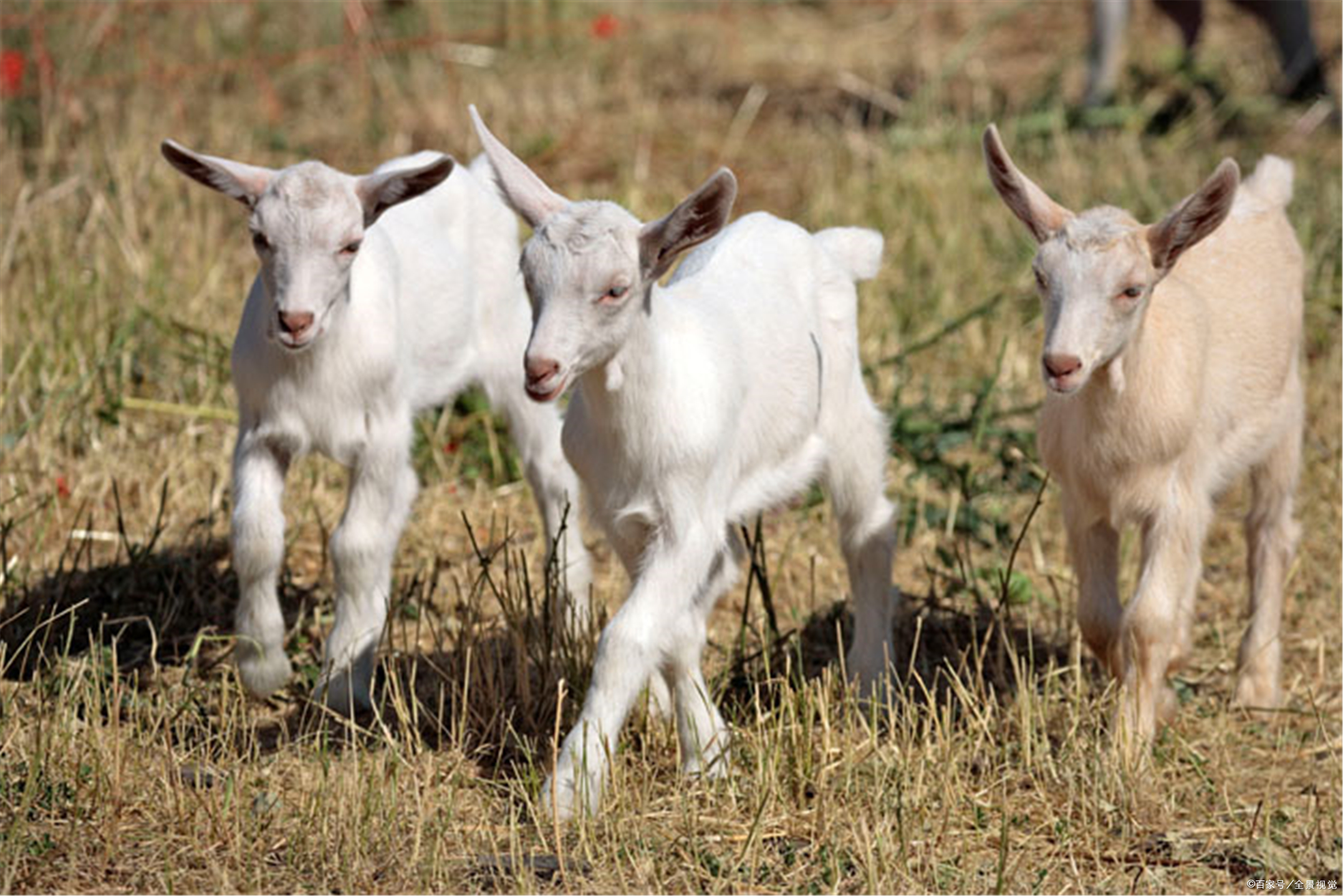 山羊- 热门商品专区