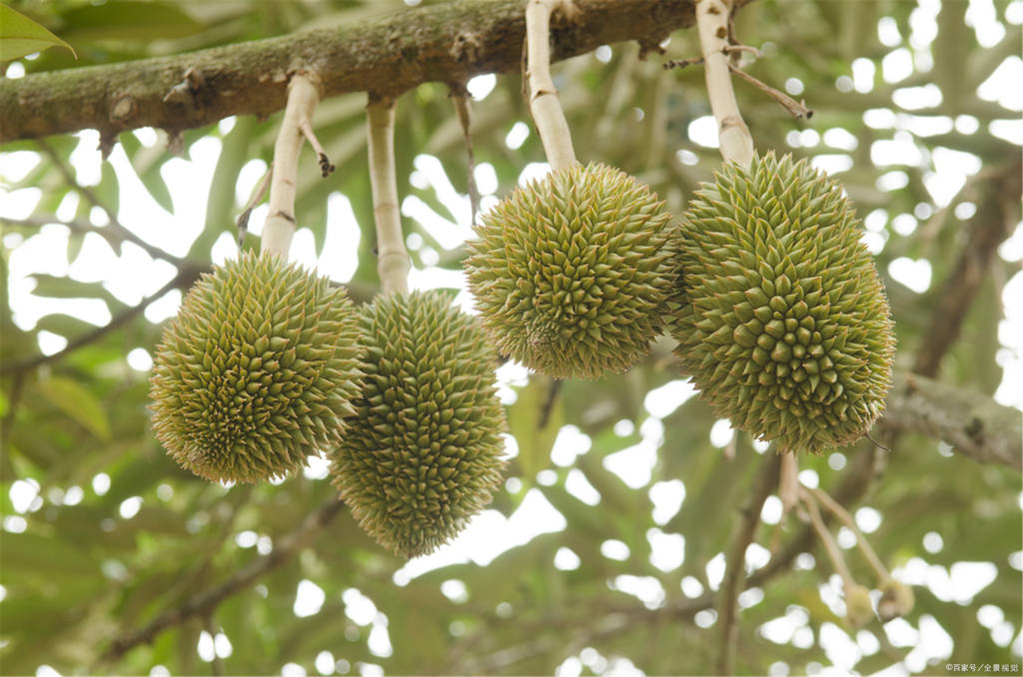 榴莲有毒广西多名村民食用榴莲后进入医院就诊