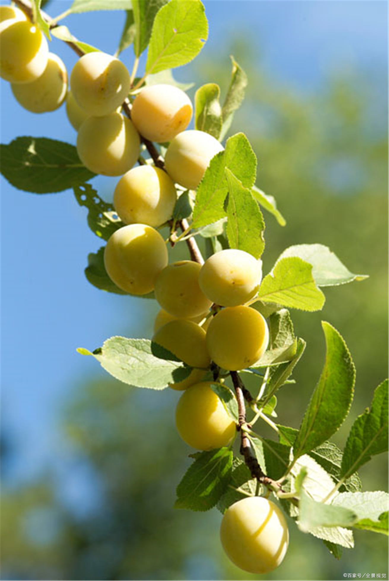 话梅- 热门商品专区
