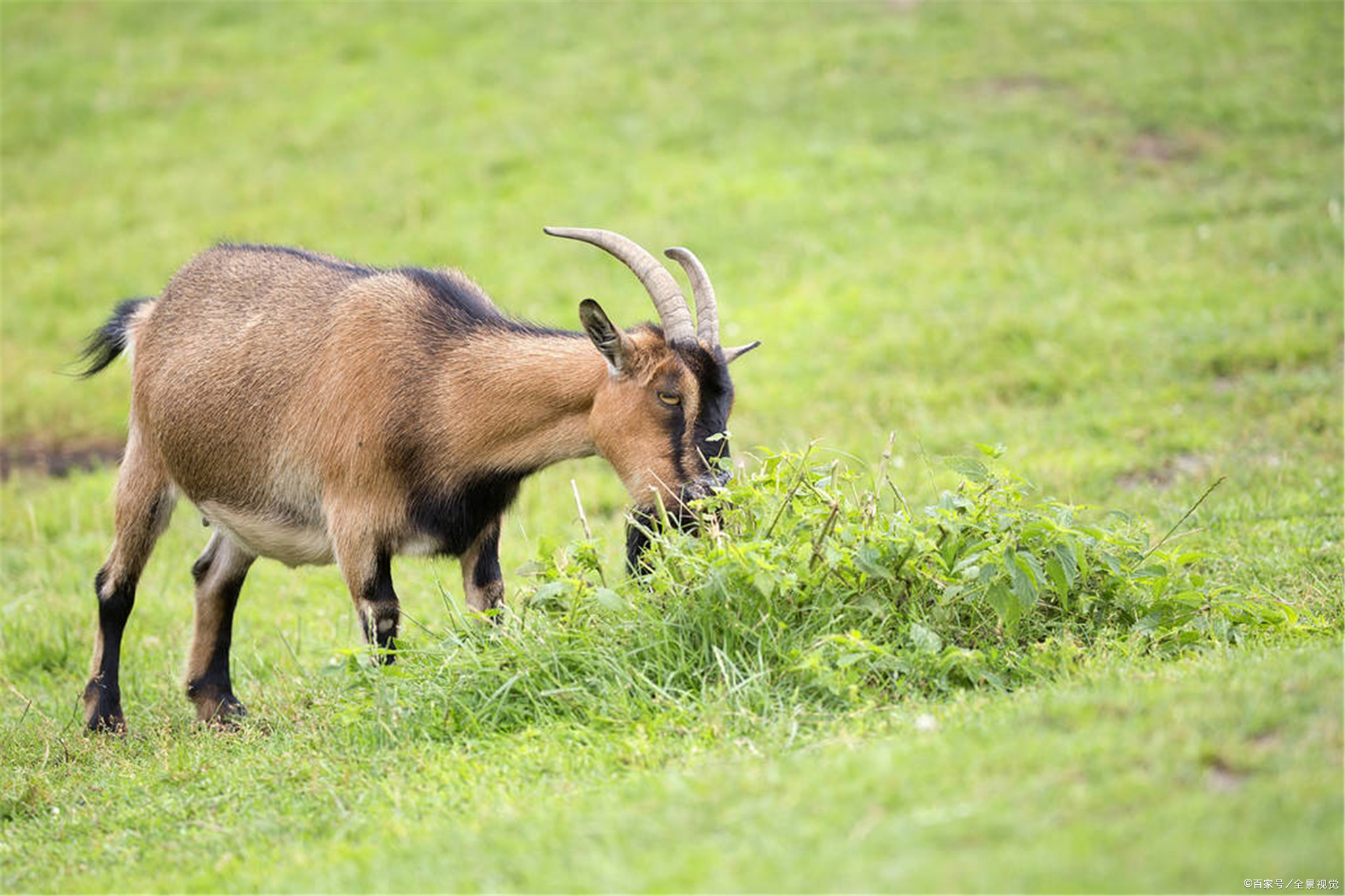 羔羊- 热门商品专区