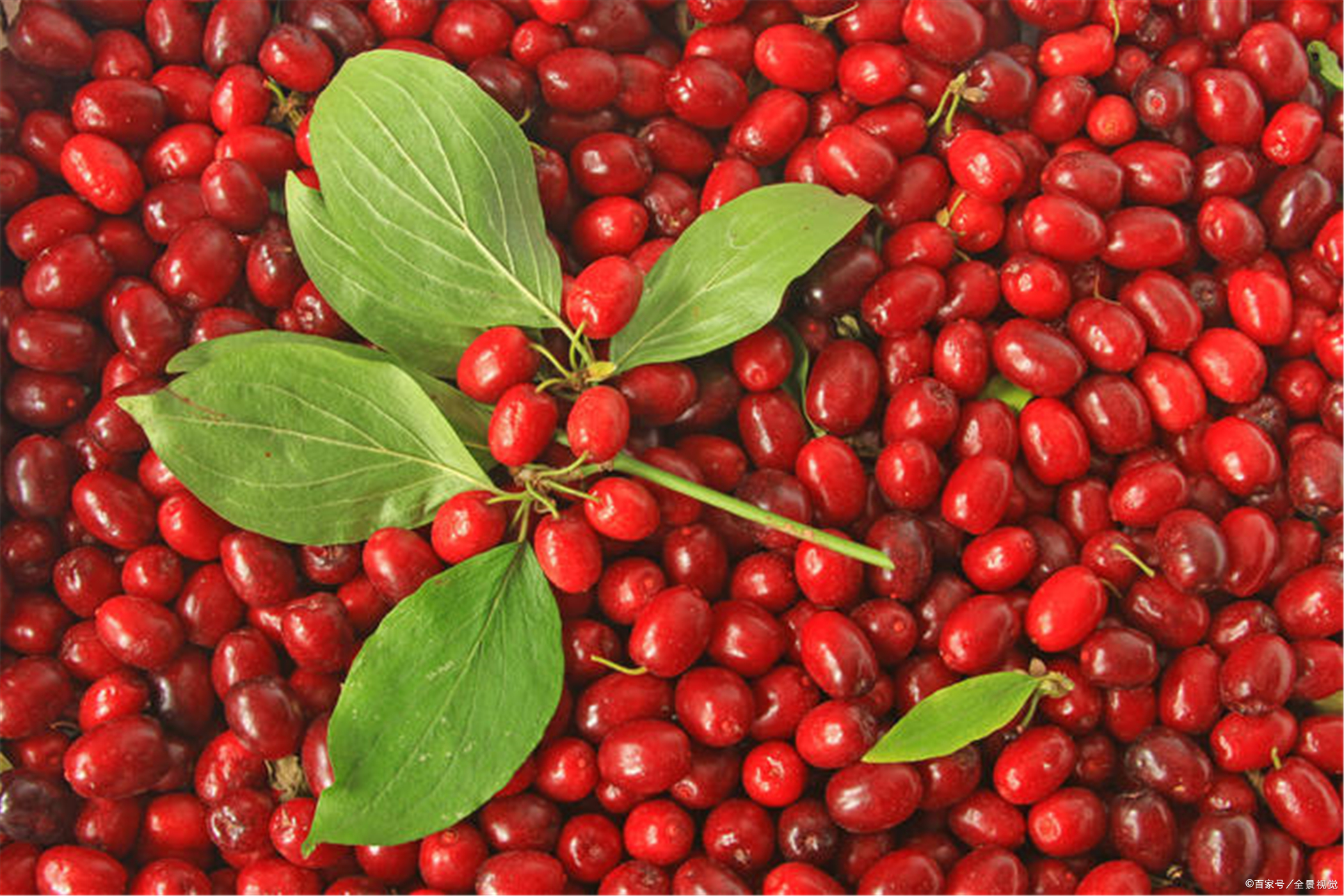 远志- 热门商品专区