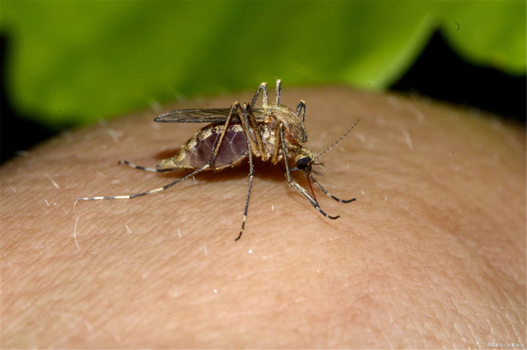 苍蝇蚊子轮班图片