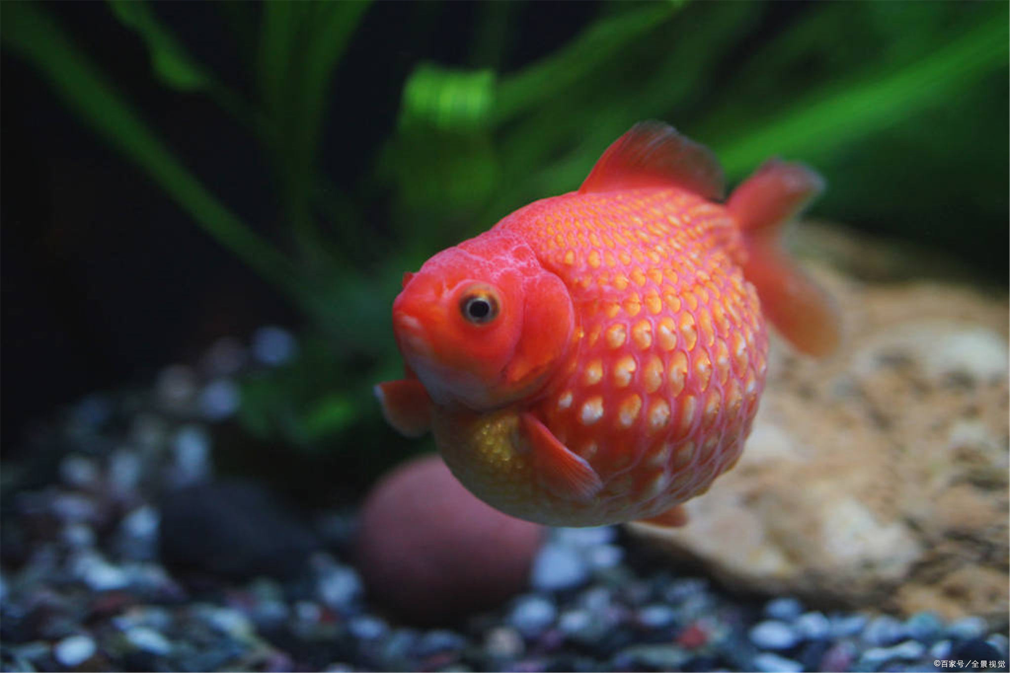 金鱼- 优质问答专区